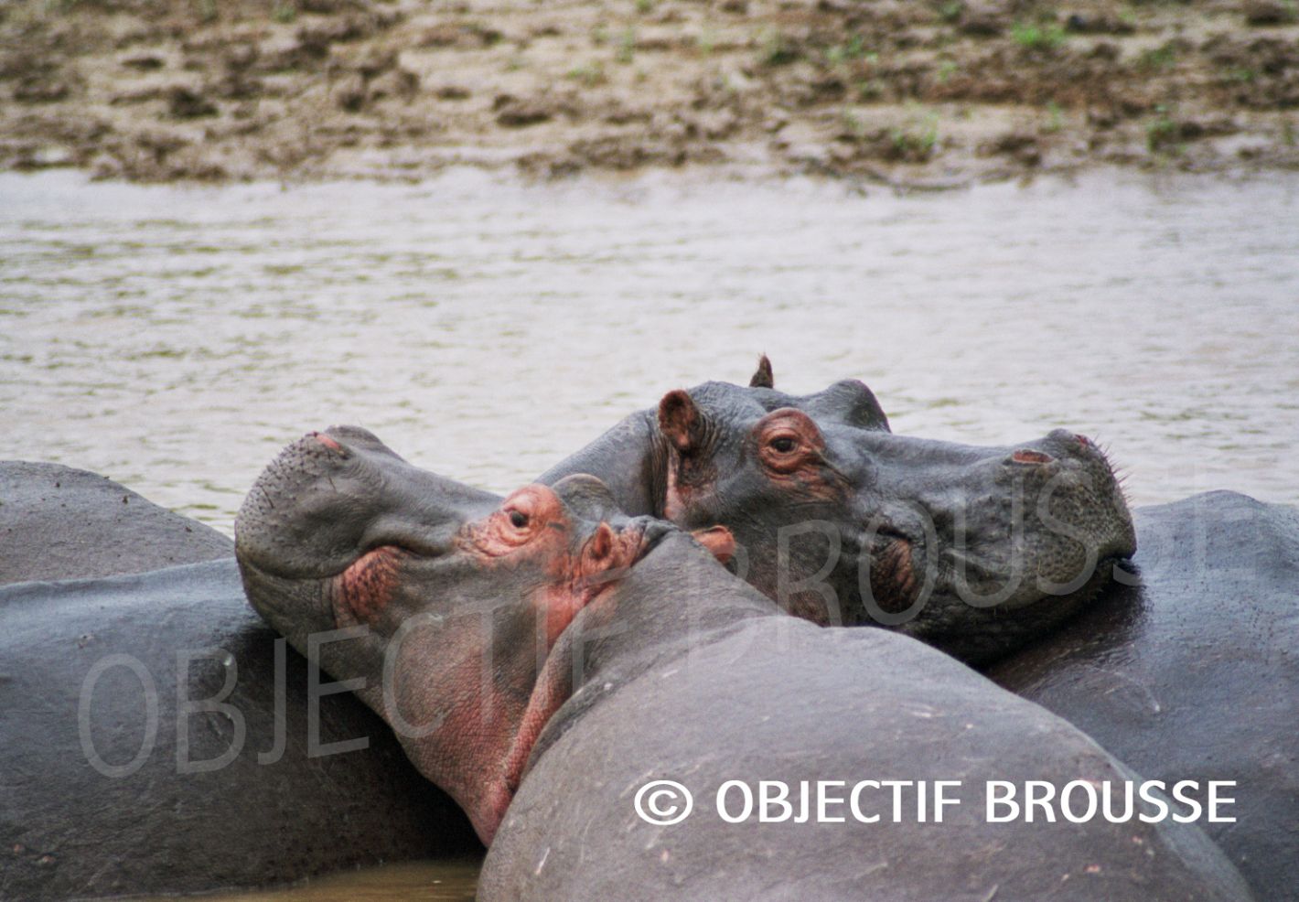 Photo de deux hippopotames au parc des Virunga © Objectif Brousse
