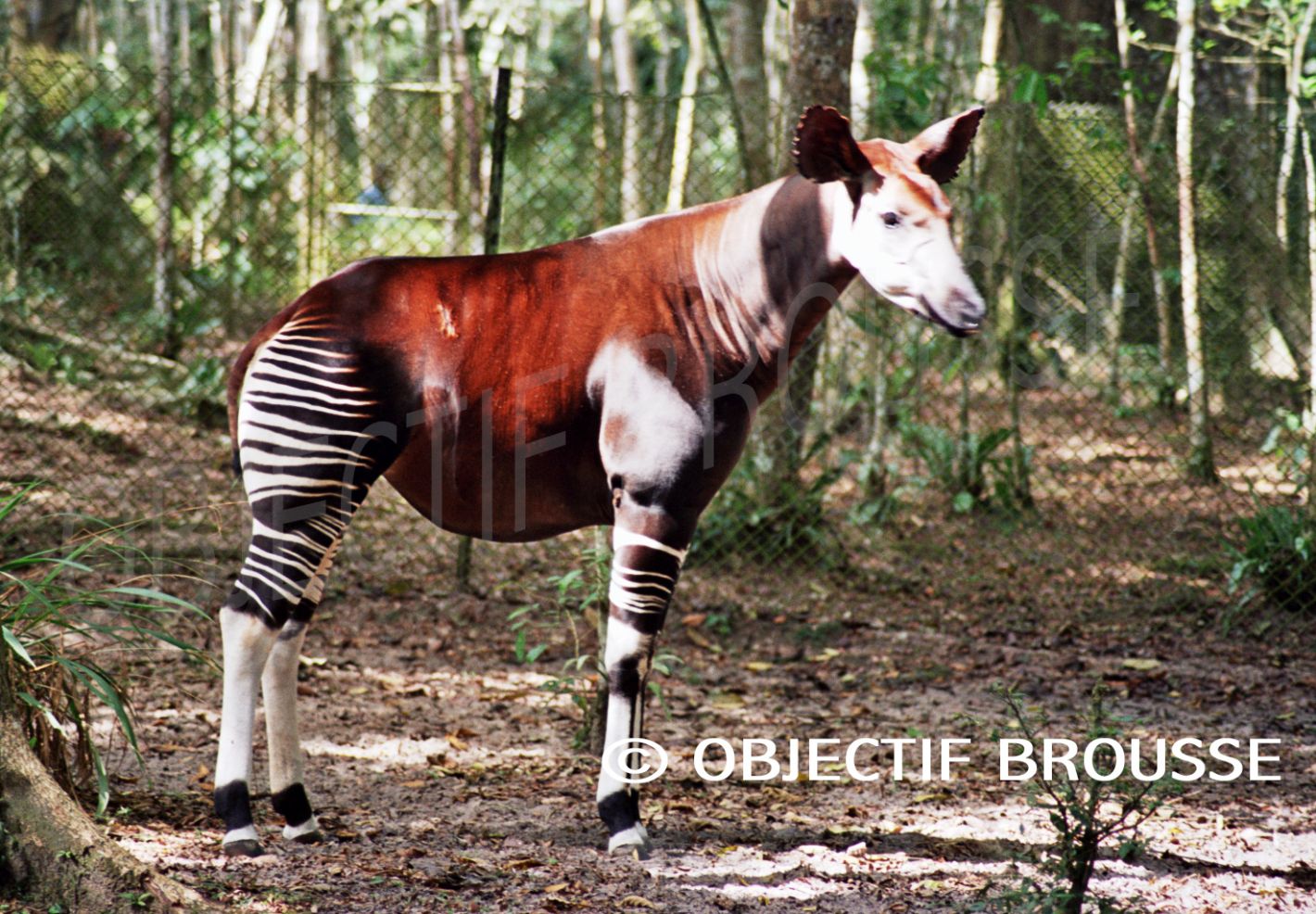 Un okapi dans la Réserve de Faune à Okapis dans la forêt de l'Ituri en RDC © Objectif Brousse