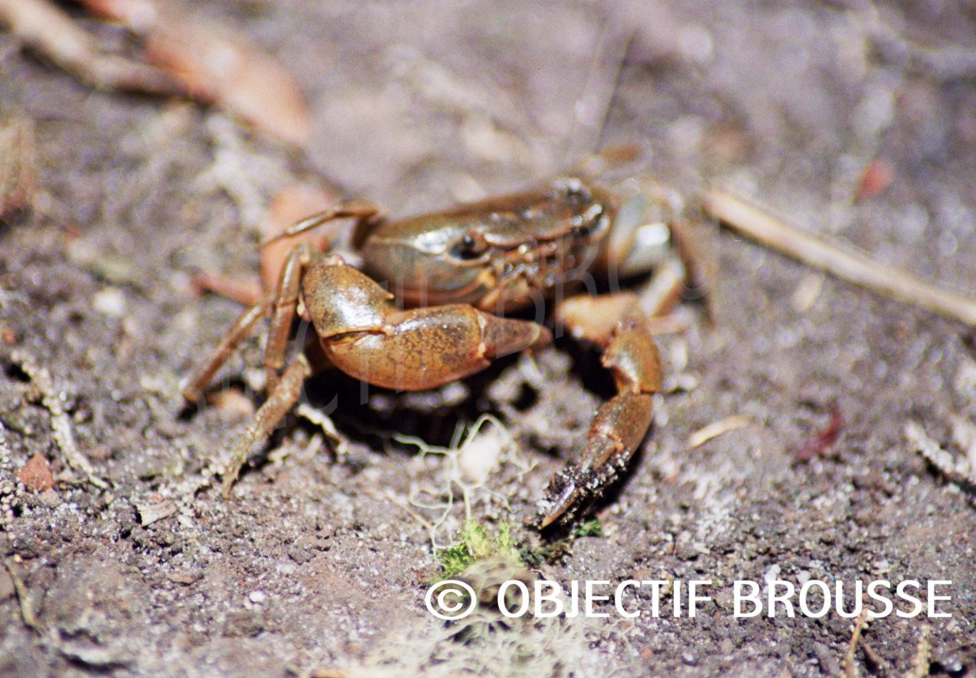 Un crabe photographié à plus de 2.500 m d'altitude dans les Virunga par Xavier Gilibert d'Objectif Brousse