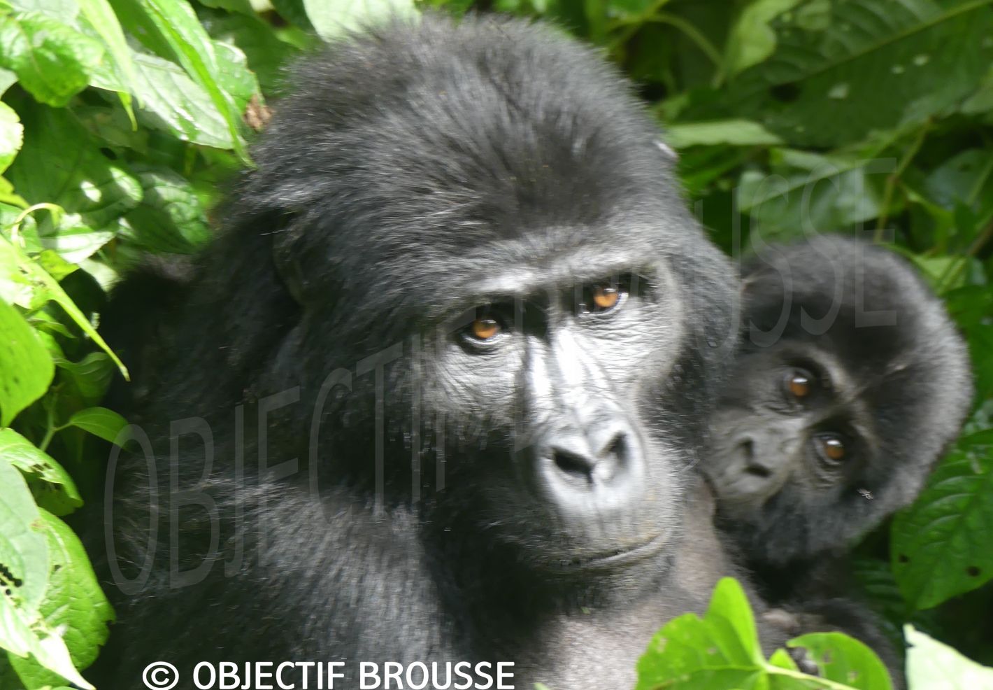 Photo en gros plan d'une mère gorille de Grauer et son petit en train de têter au Congo par Xavier Gilibert d'Objectif Brousse