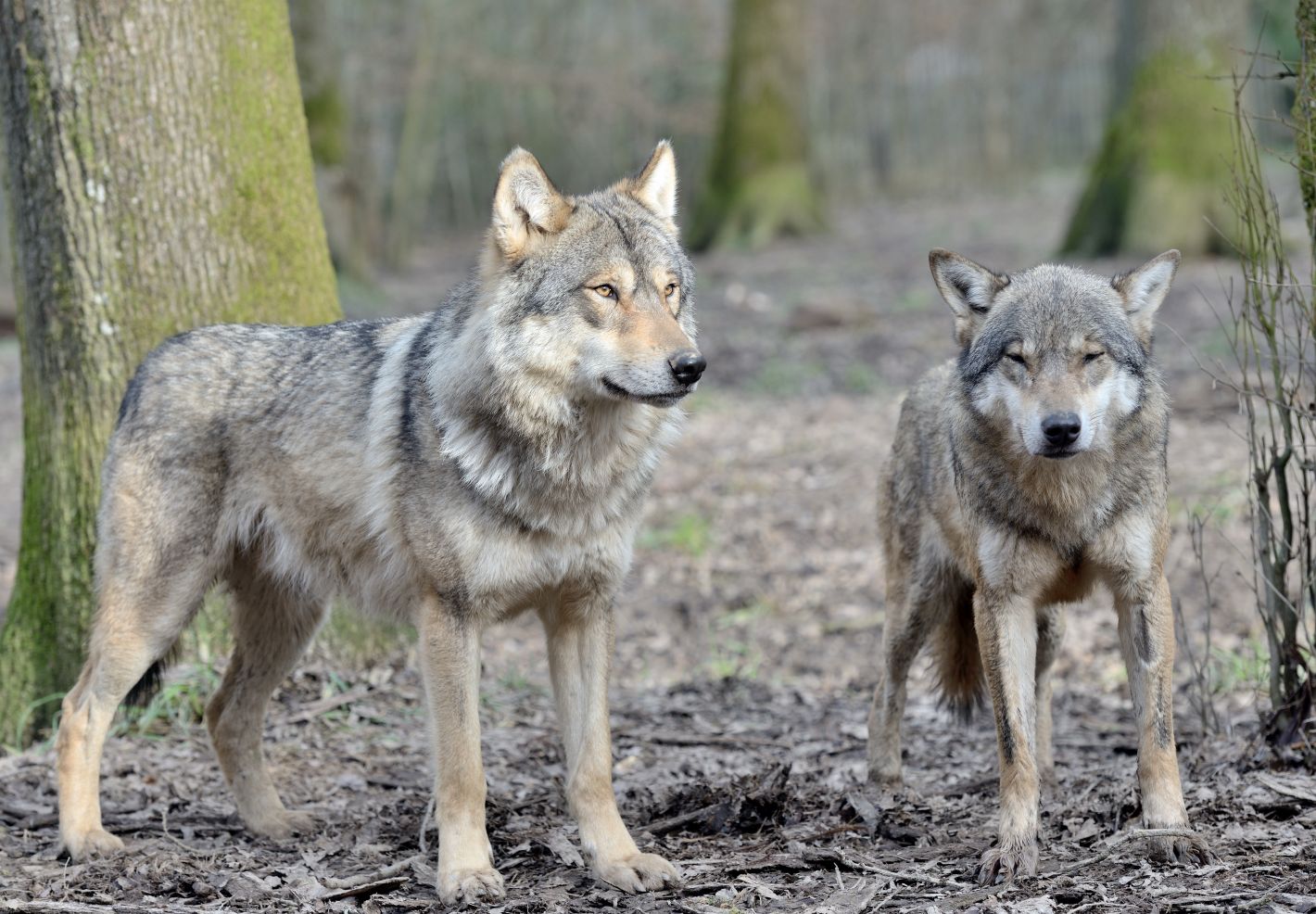 Deux loups gris photographiés par Thomas PIERRE au Parc Animalier de Sainte-Croix