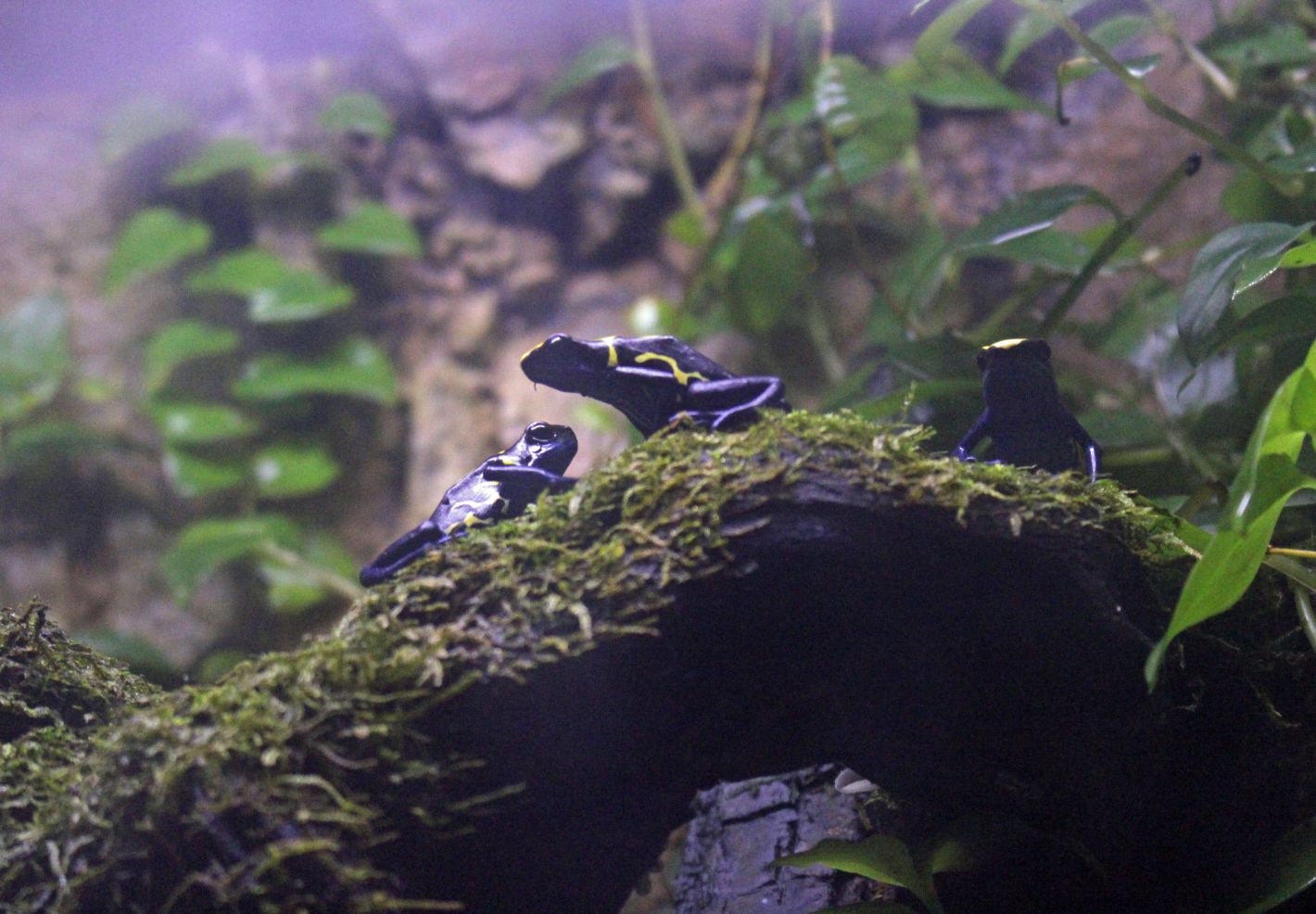 Des dendrobates à tapirer au Grand Aquarium de Touraine