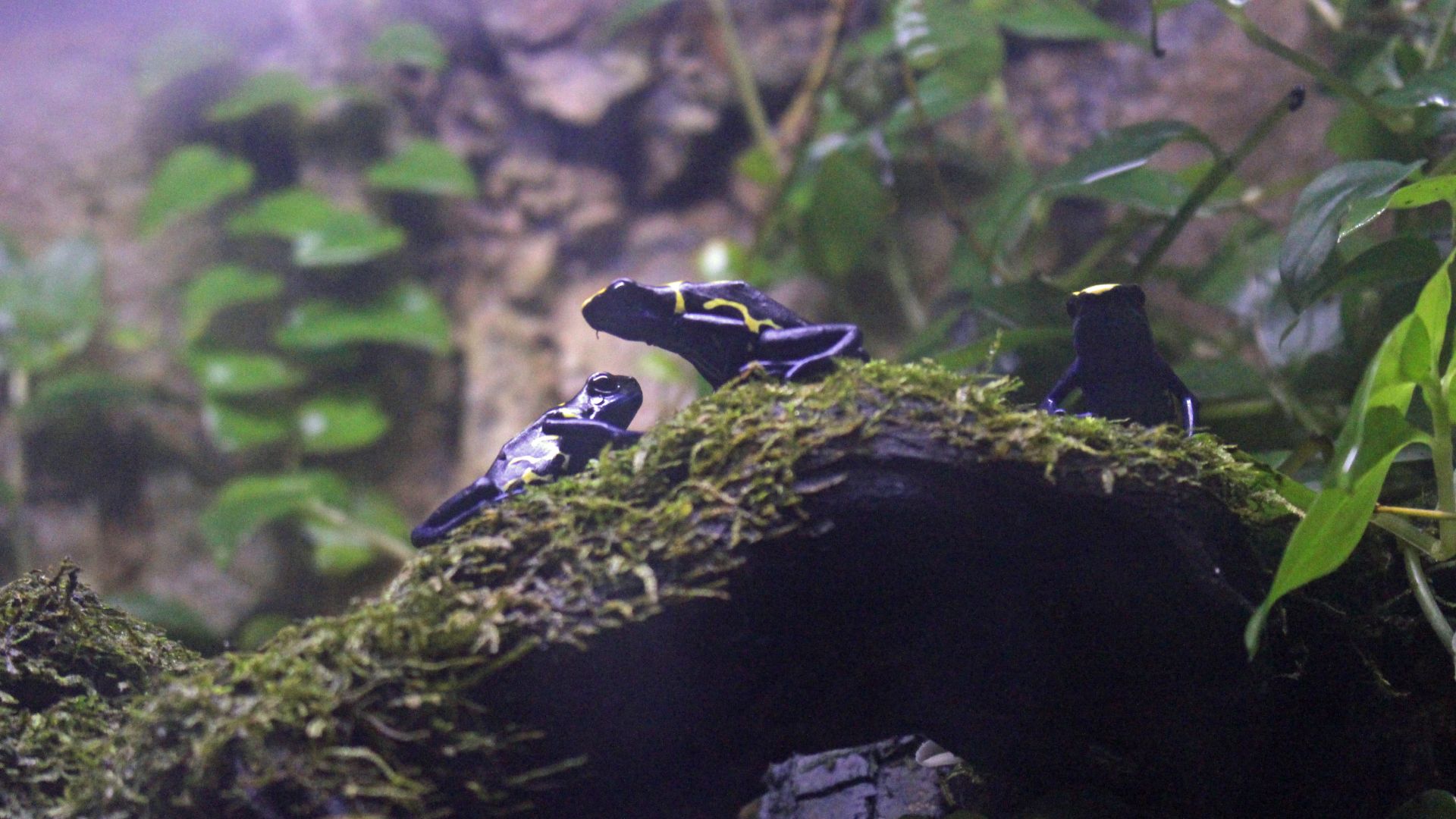 Découvrez les coulisses d'un grand aquarium