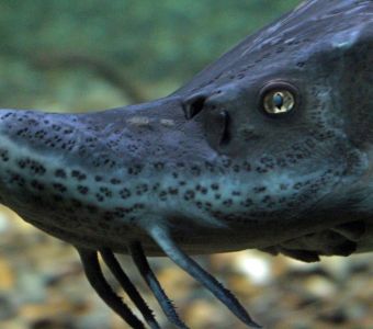 EN IMMERSION DANS UN GRAND AQUARIUM