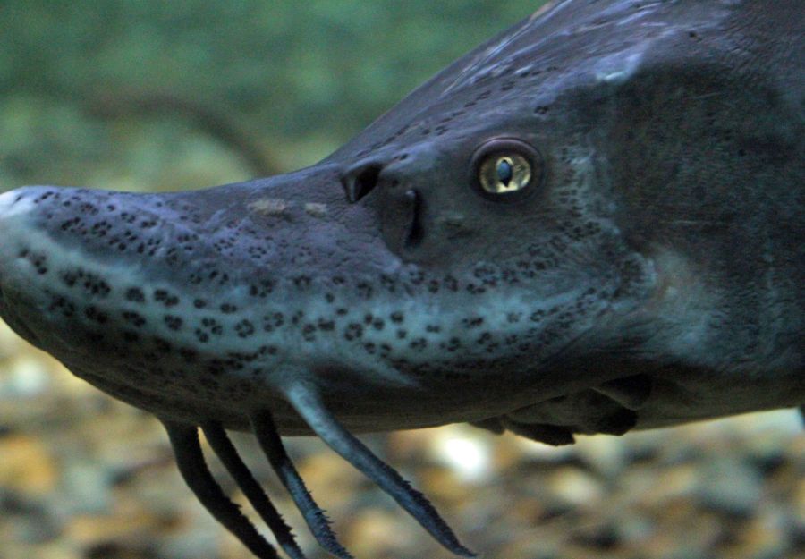 Photo en gros plan de la tête d'un esturgeon d'Europe au Grand Aquarium de Touraine