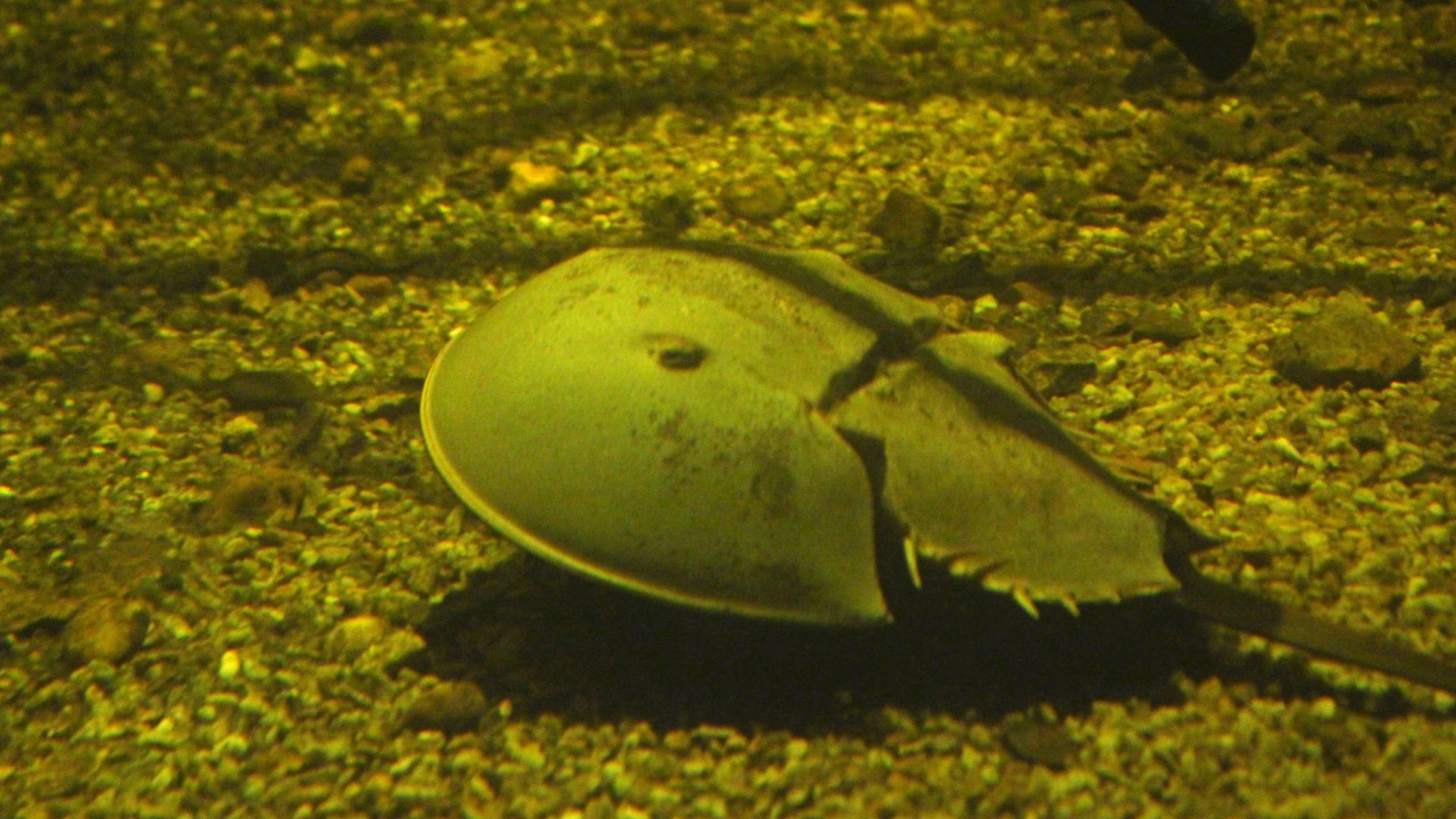 Découvrez les coulisses d'un grand aquarium