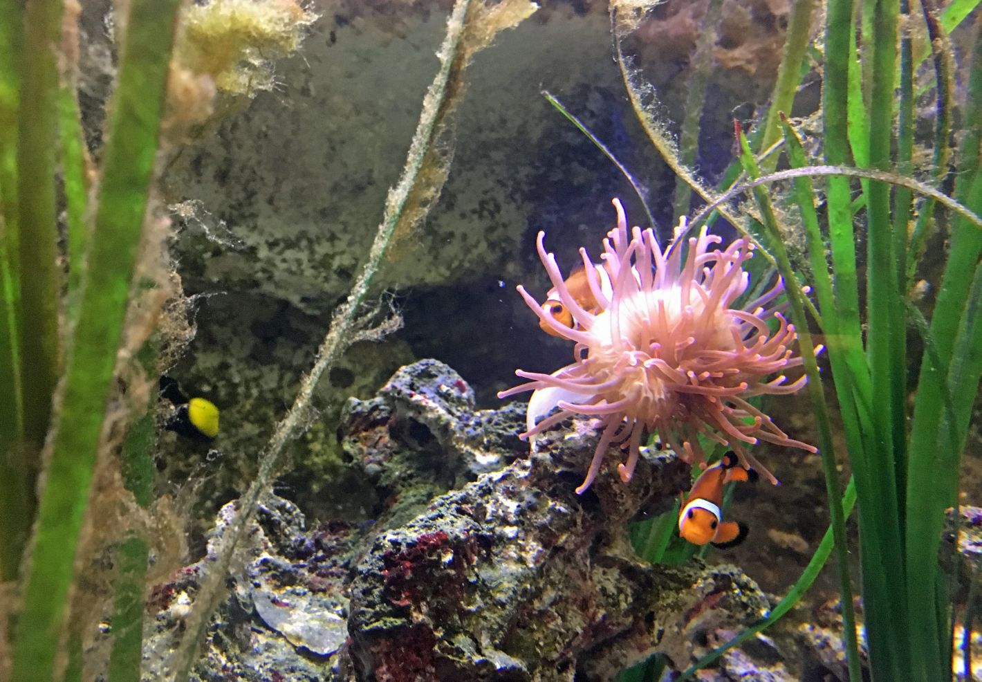 Des poissons-clowns à proximité d'une anémone de mer au Grand Aquarium de Touraine