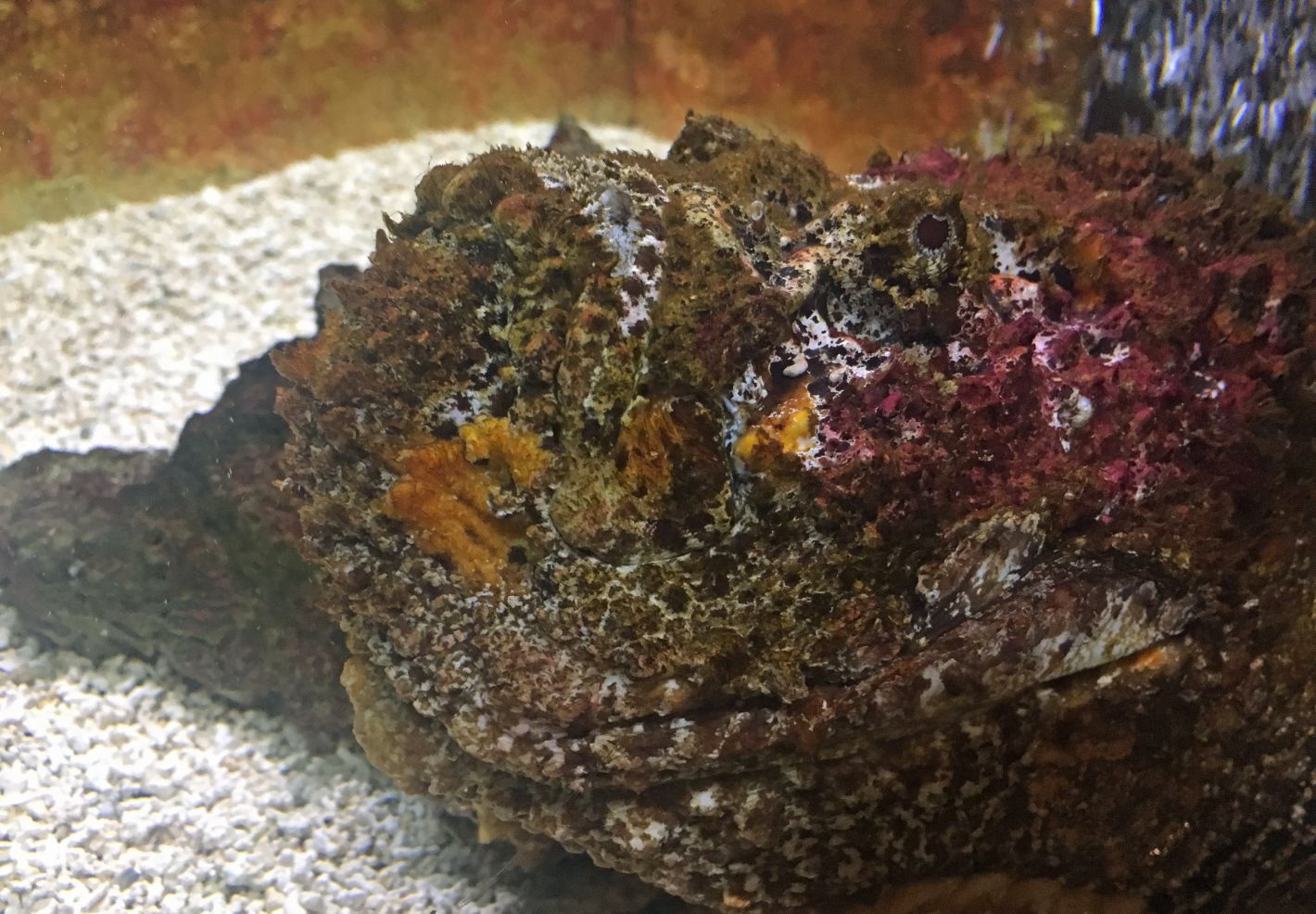 Poisson-pierre au Grand Aquarium de Touraine