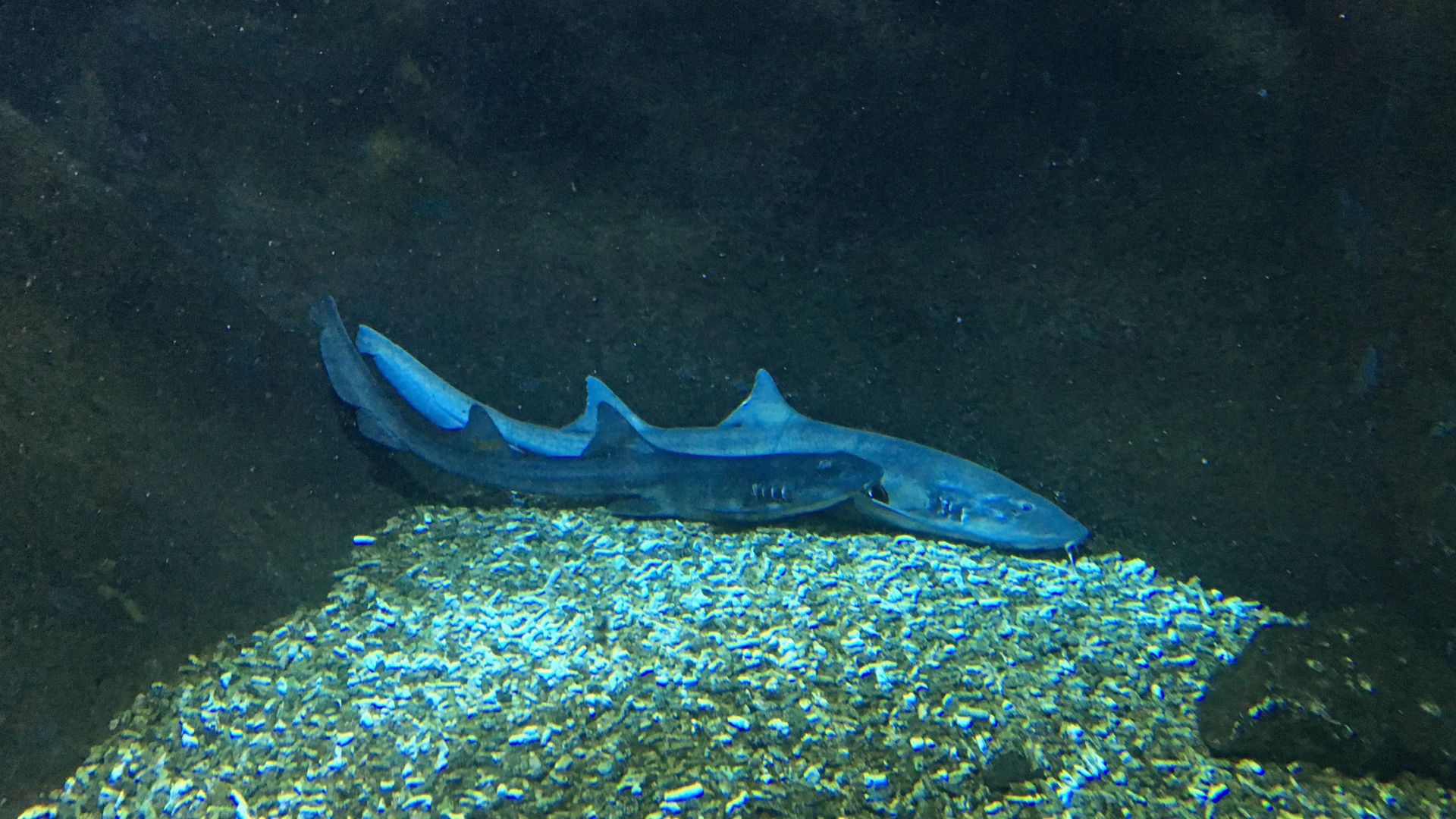 Découvrez les coulisses d'un grand aquarium