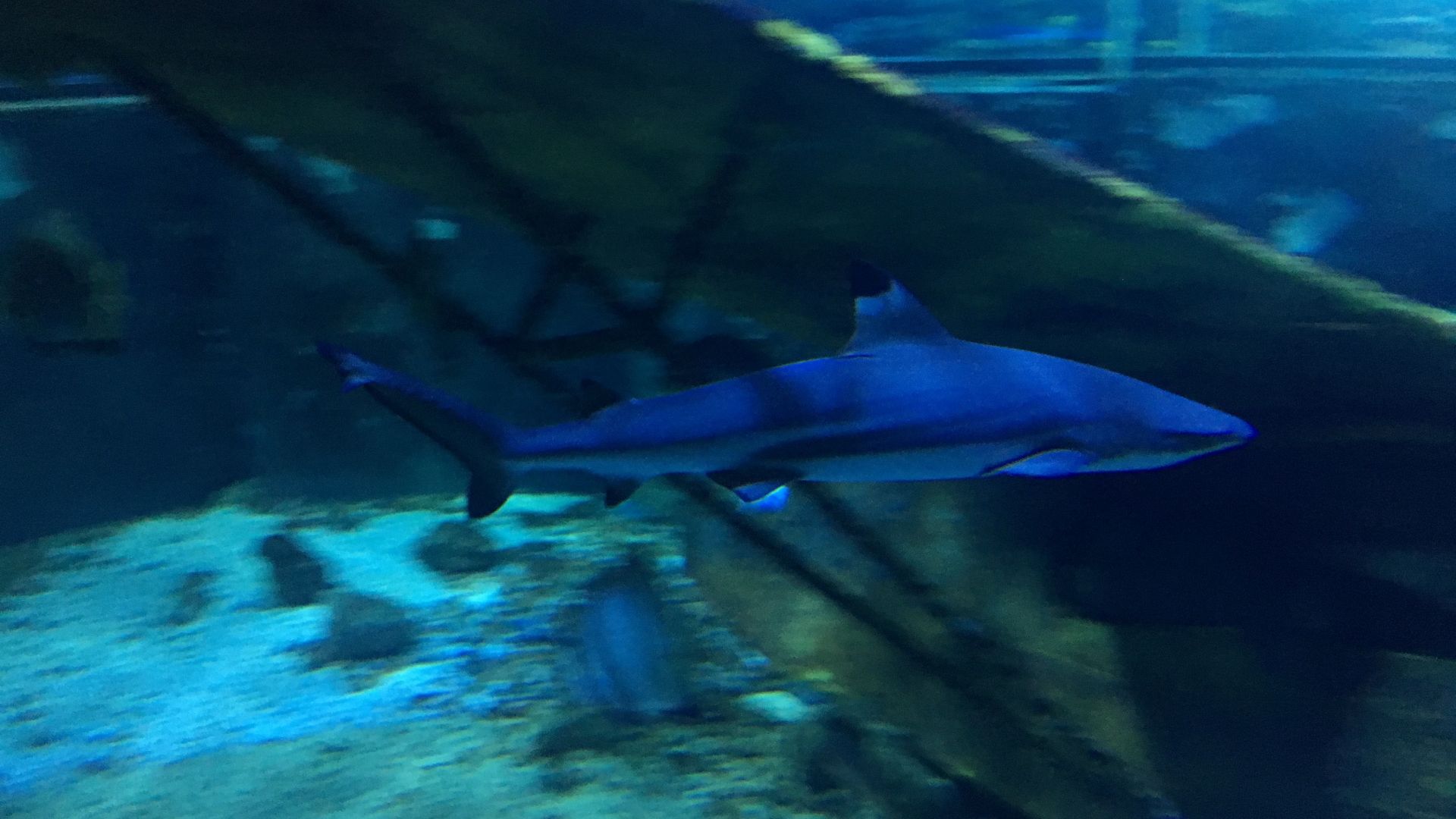 Découvrez les coulisses d'un grand aquarium