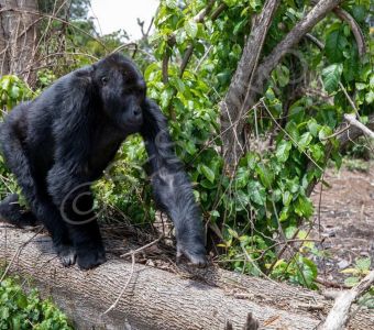 TEMOIGNAGE : URGENCE ENVIRONNEMENTALE AU SUD-KIVU