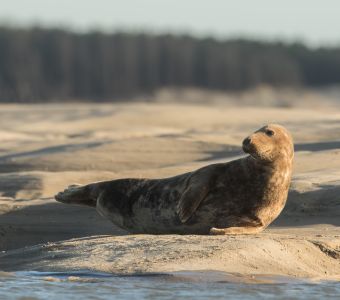 ANIMAUX, NATURE ET BIODIVERSITE DU NORD-PAS-DE-CALAIS