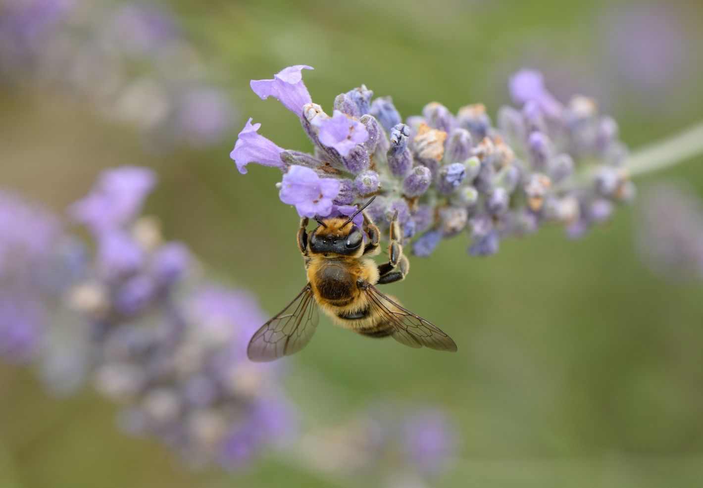 Abeille © Thomas PIERRE