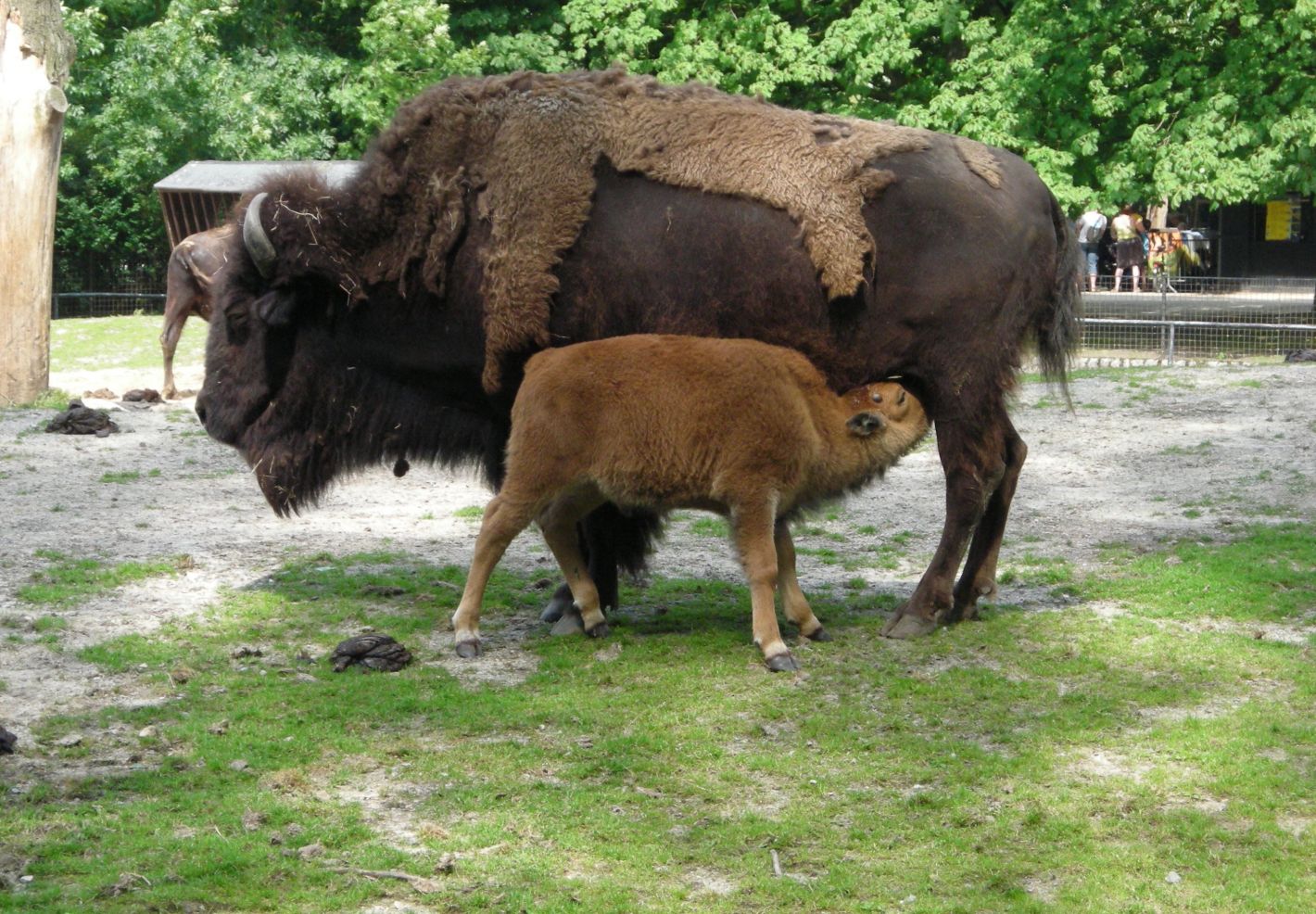 Un veau de bison d'Amérique tête sa mère © Julien PIERRE