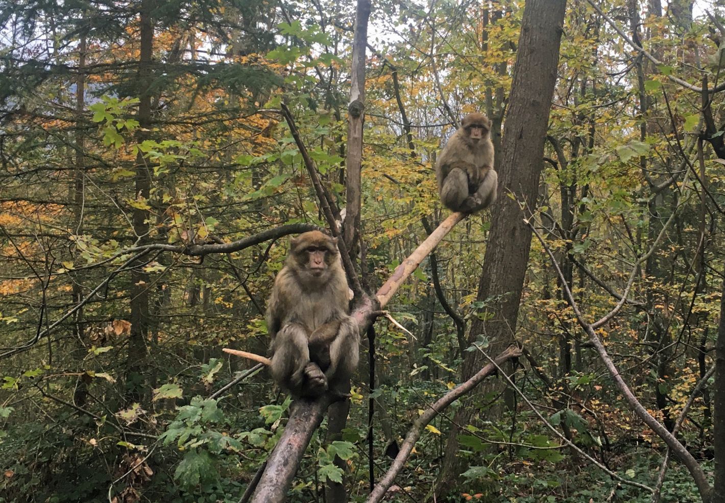  Deux magots assis sur une branche à La Montagne des Singes © Julien PIERRE