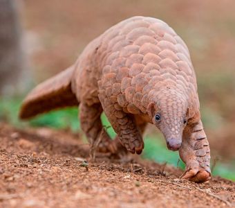 LE PANGOLIN : TERMITES, BRACONNAGE ET COVID 19