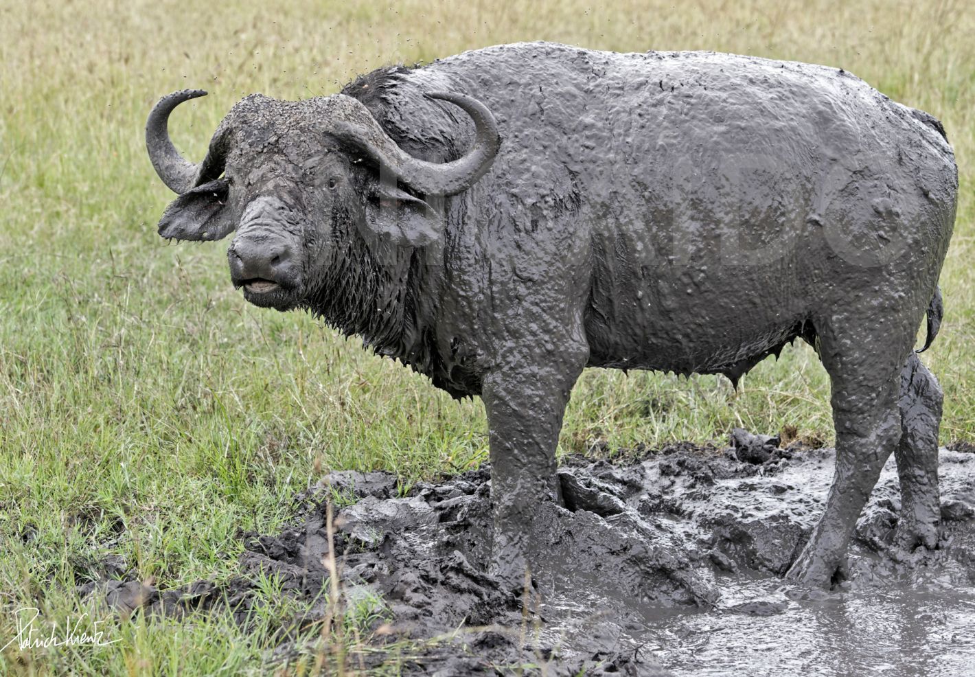 Un buffle africain prend un bain de boue dans le Masai Mara © Patrick KIENTZ