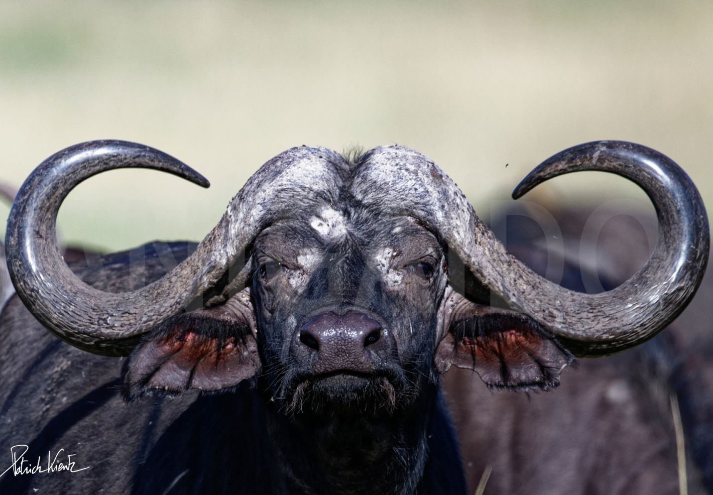 Buffle africain dans le Masai Mara © Patrick KIENTZ