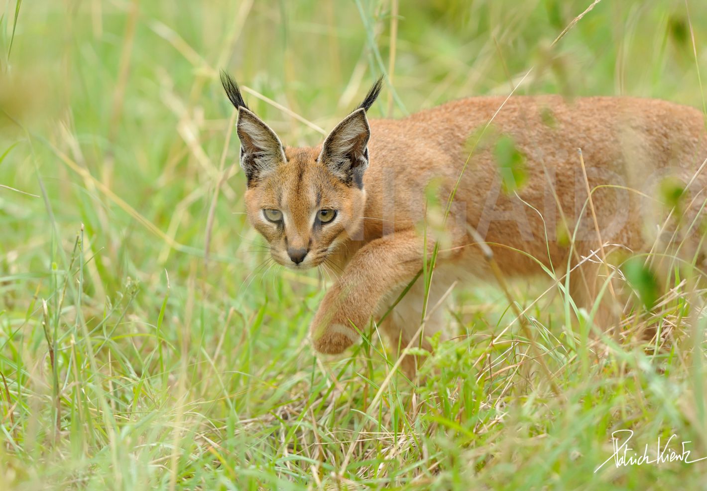 Un jeune caracal en chasse © Patrick KIENTZ