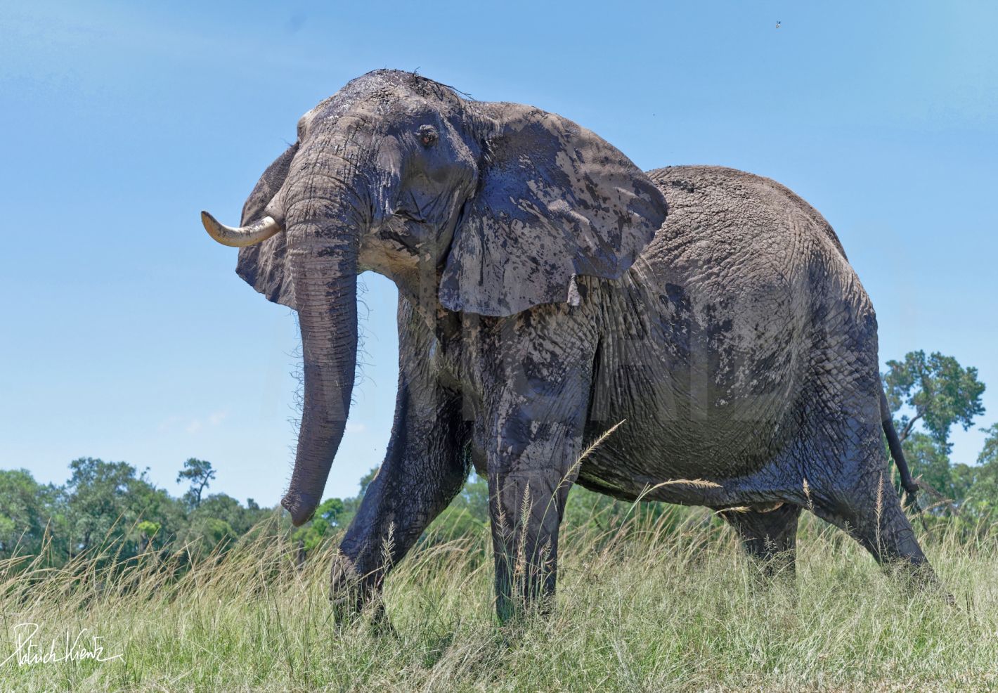 Un éléphant d'Afrique en contre-plongée dans le Masai Mara © Patrick KIENTZ