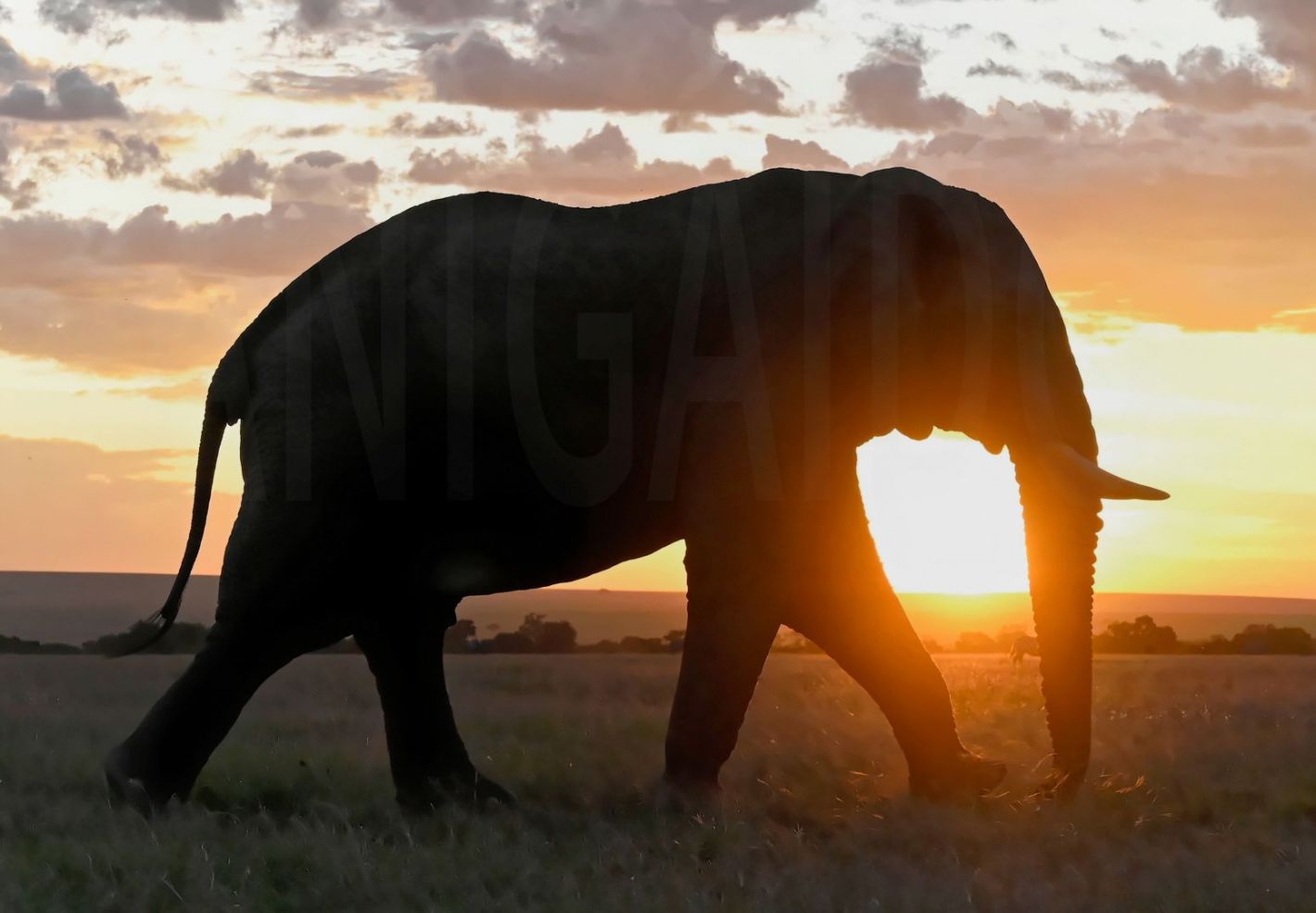 Eléphant dans la savane du Masai Mara © Patrick KIENTZ