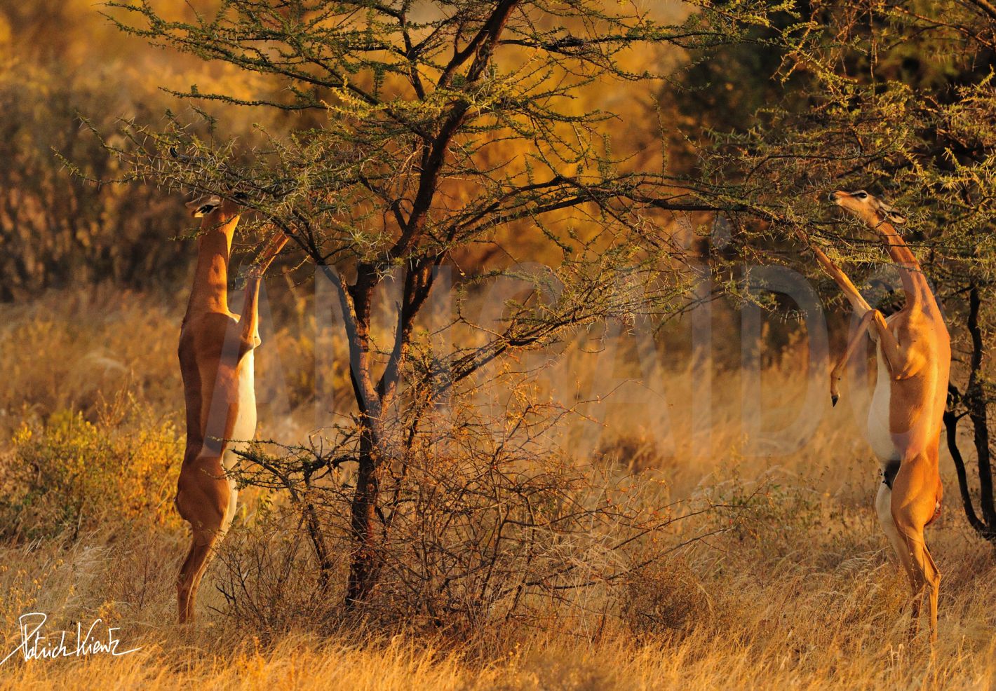 Deux généruks en train de brouter des arbres dans la savane © Patrick KIENTZ