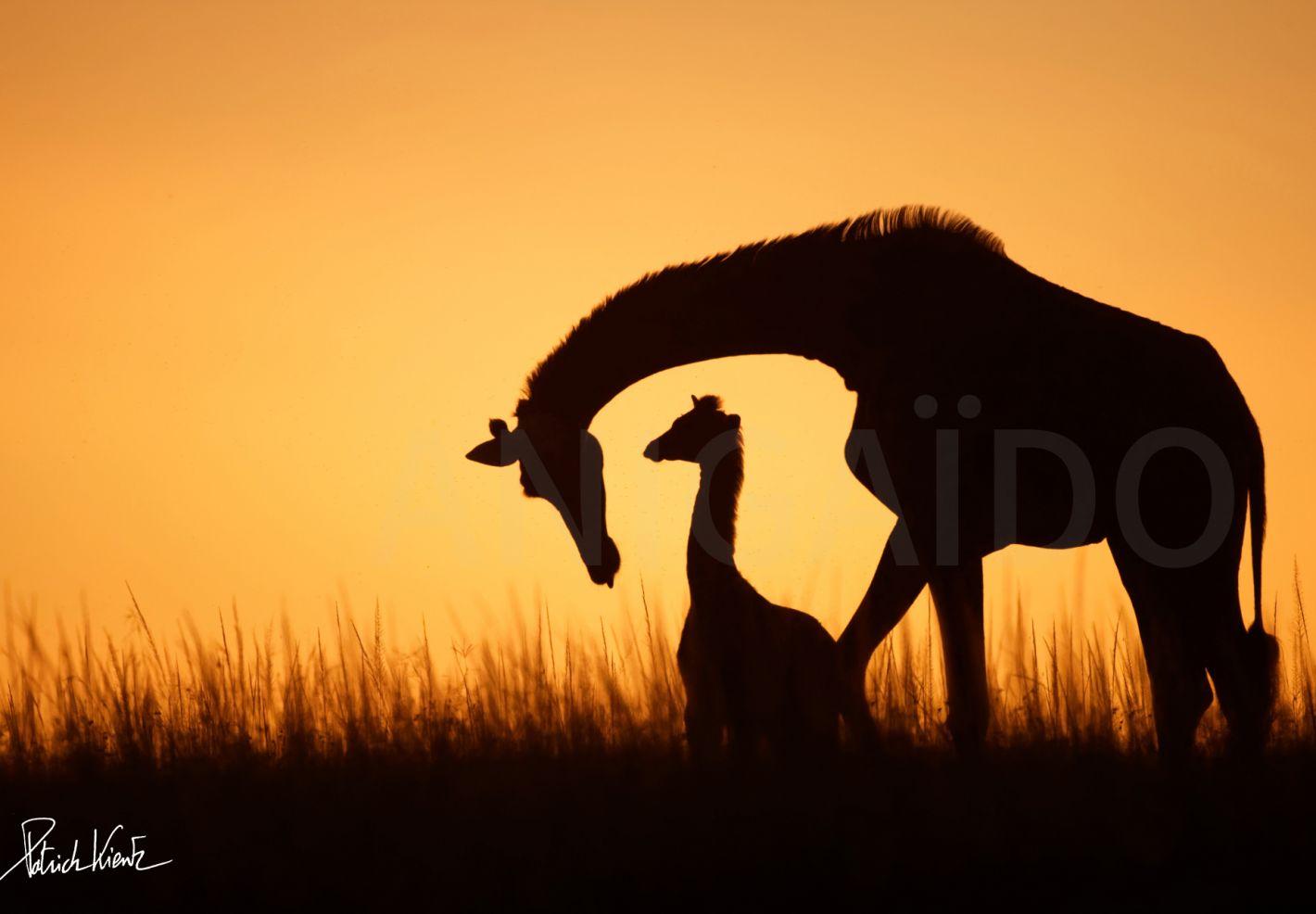 Une girafe et son girafon au coucher du soleil dans la savane © Patrick KIENTZ