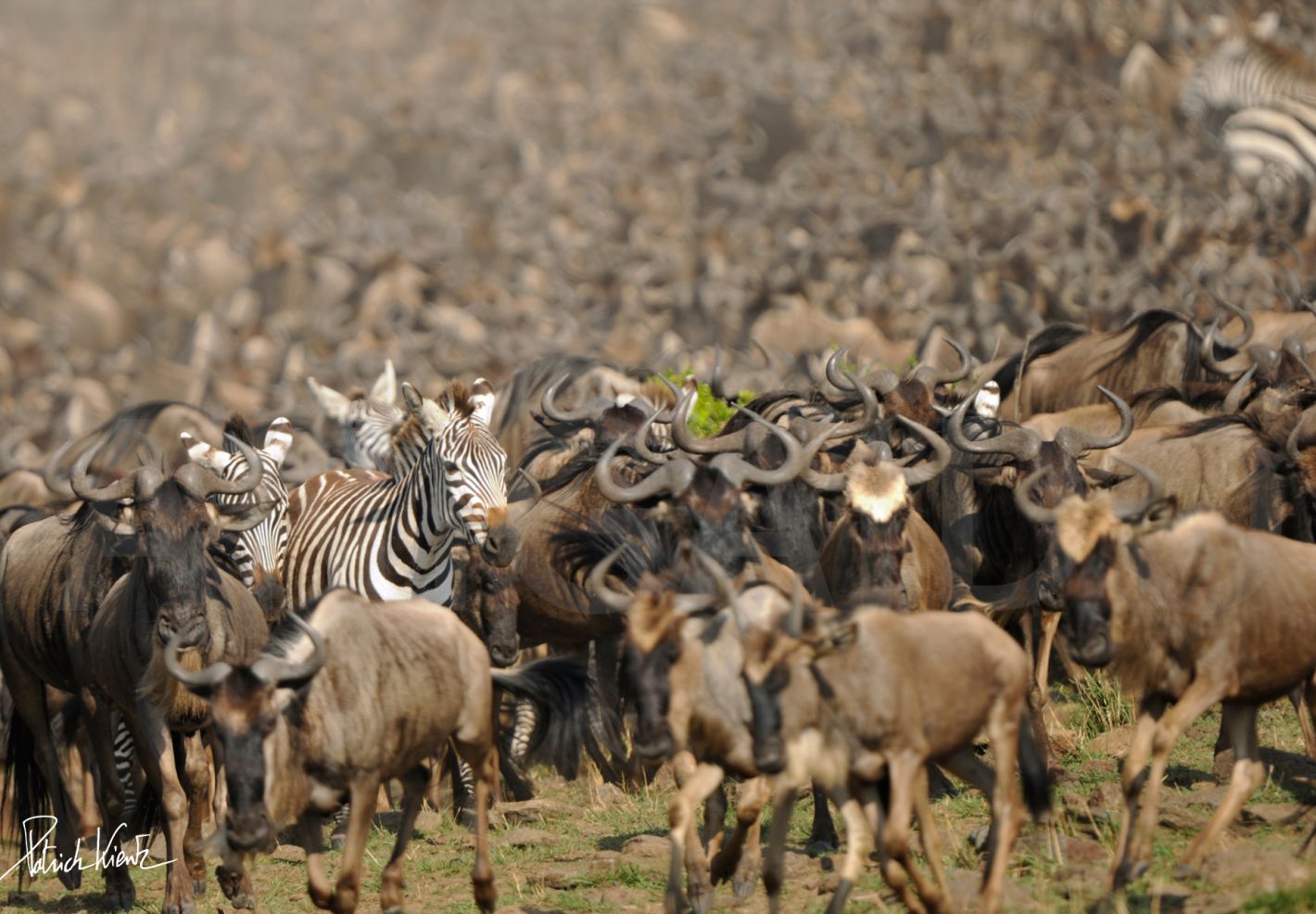 Troupeau de gnous et zèbres dans le Masai Mara © Patrick KIENTZ