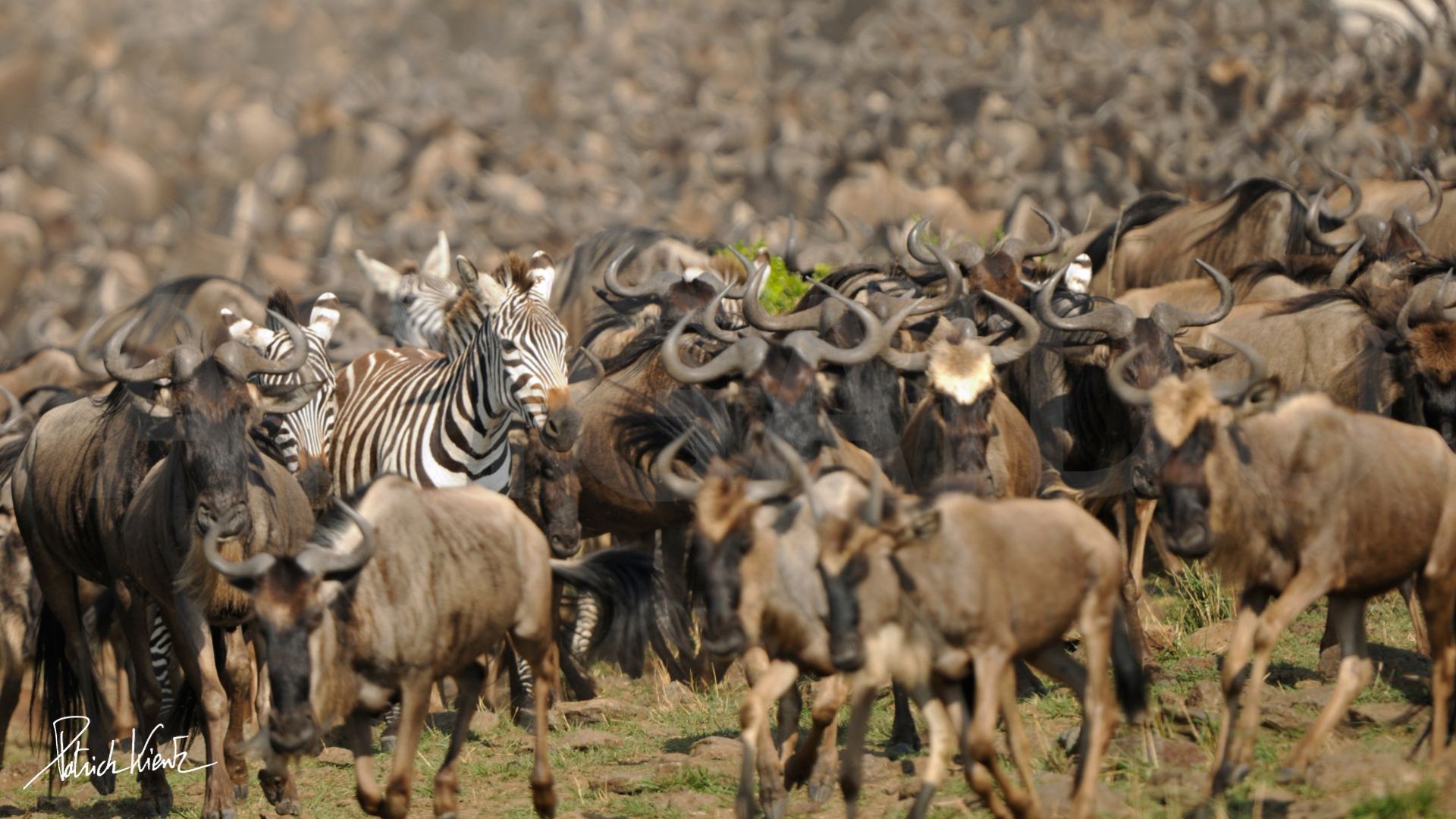 Tout savoir sur les animaux de la savane