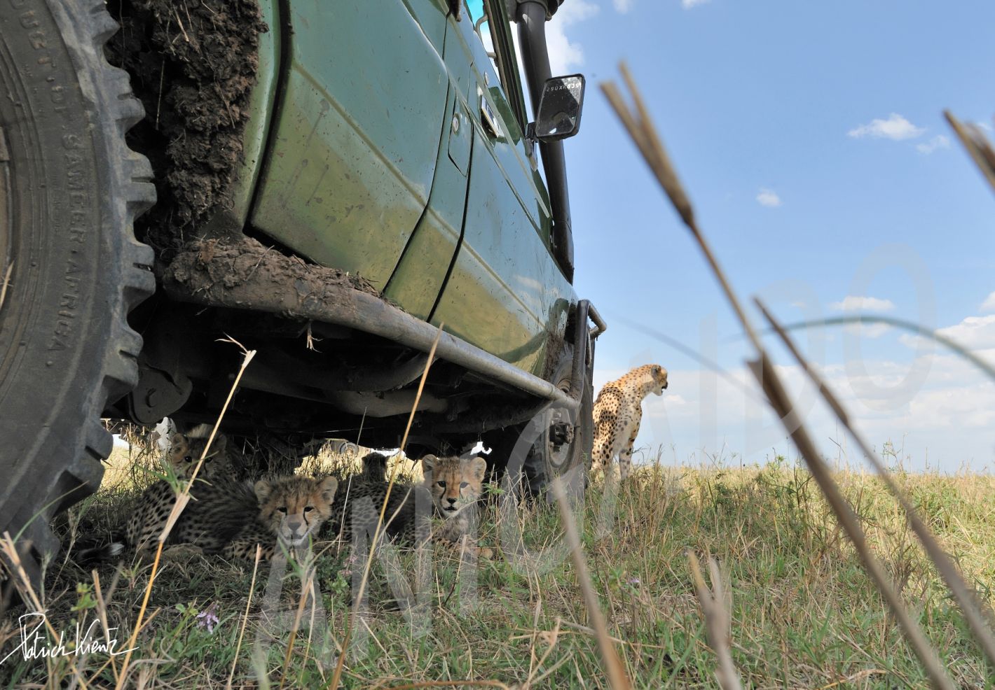 Une portée de guépardeaux s'est réfugiée sur la jeep © Patrick KIENTZ