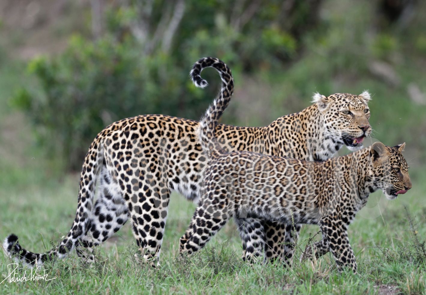 Une maman léopard et son petit dans le Masai Mara © Patrick KIENTZ