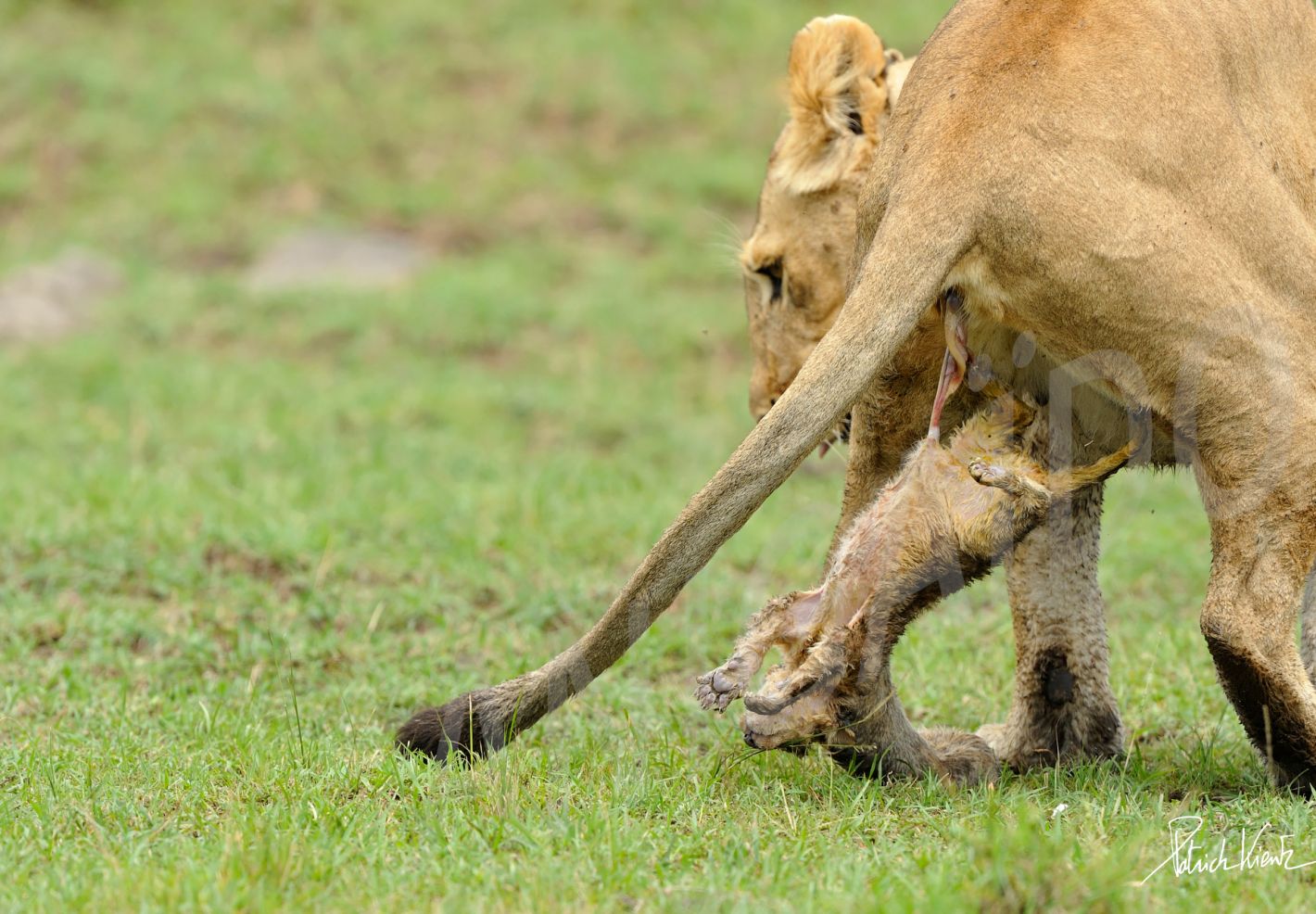 Une lionne met bat un lionceau dans la savane du Masai Mara © Patrick KIENTZ