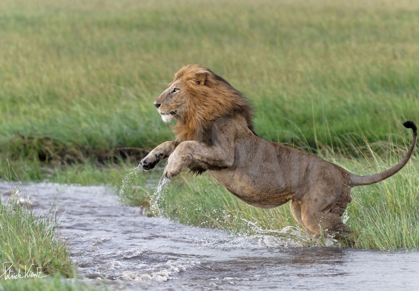 Lion dans la savane du Masai Mara © Patrick KIENTZ