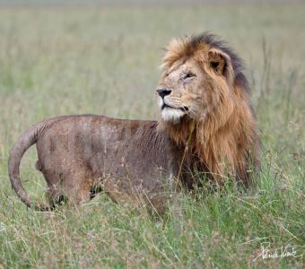 MASAI MARA, AU ROYAUME DES ANIMAUX DE LA SAVANE AFRICAINE