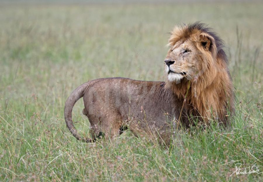 Lion dans la savane du Masai Mara © Patrick KIENTZ