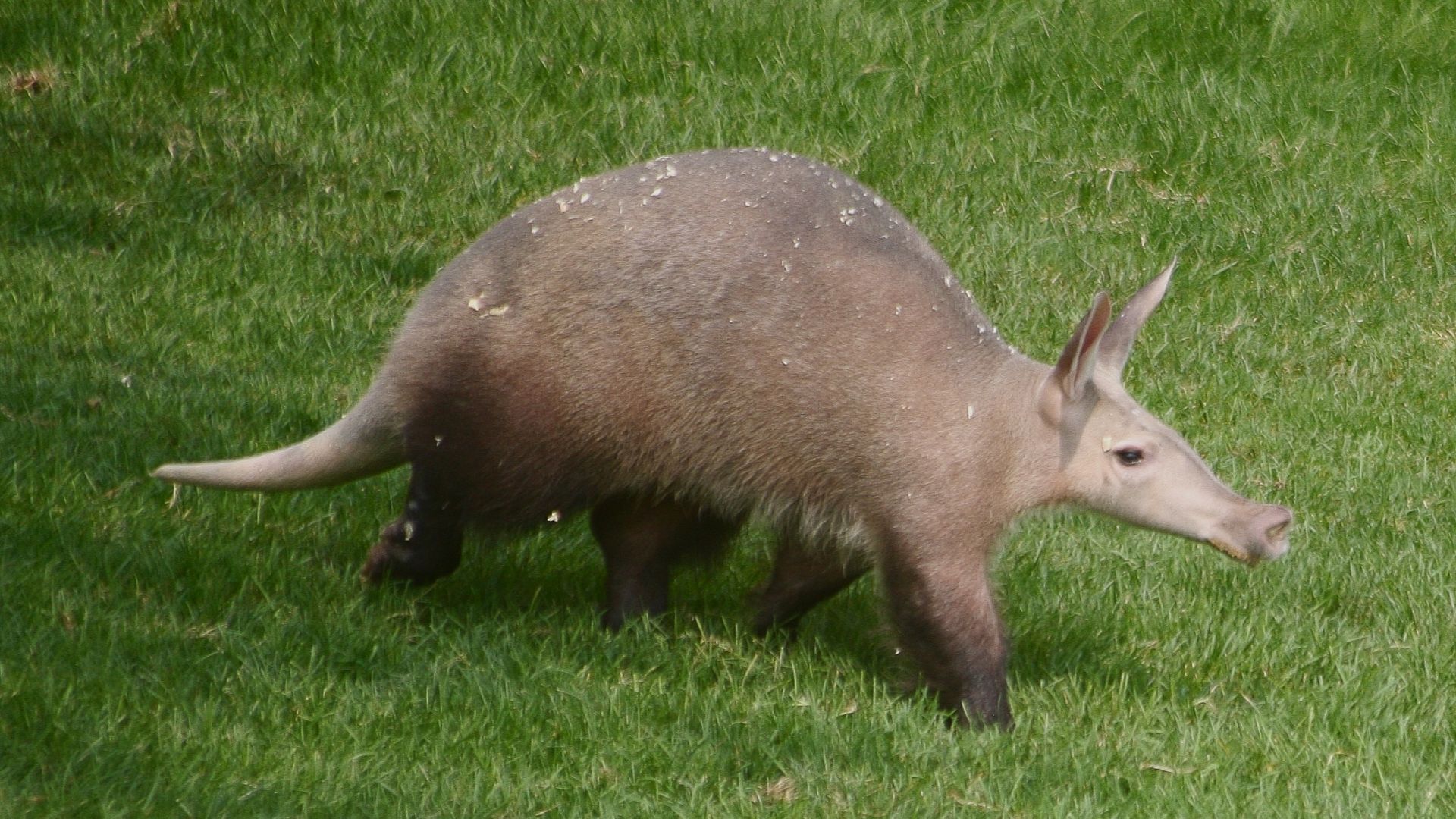 Animal de la savane 30 cm