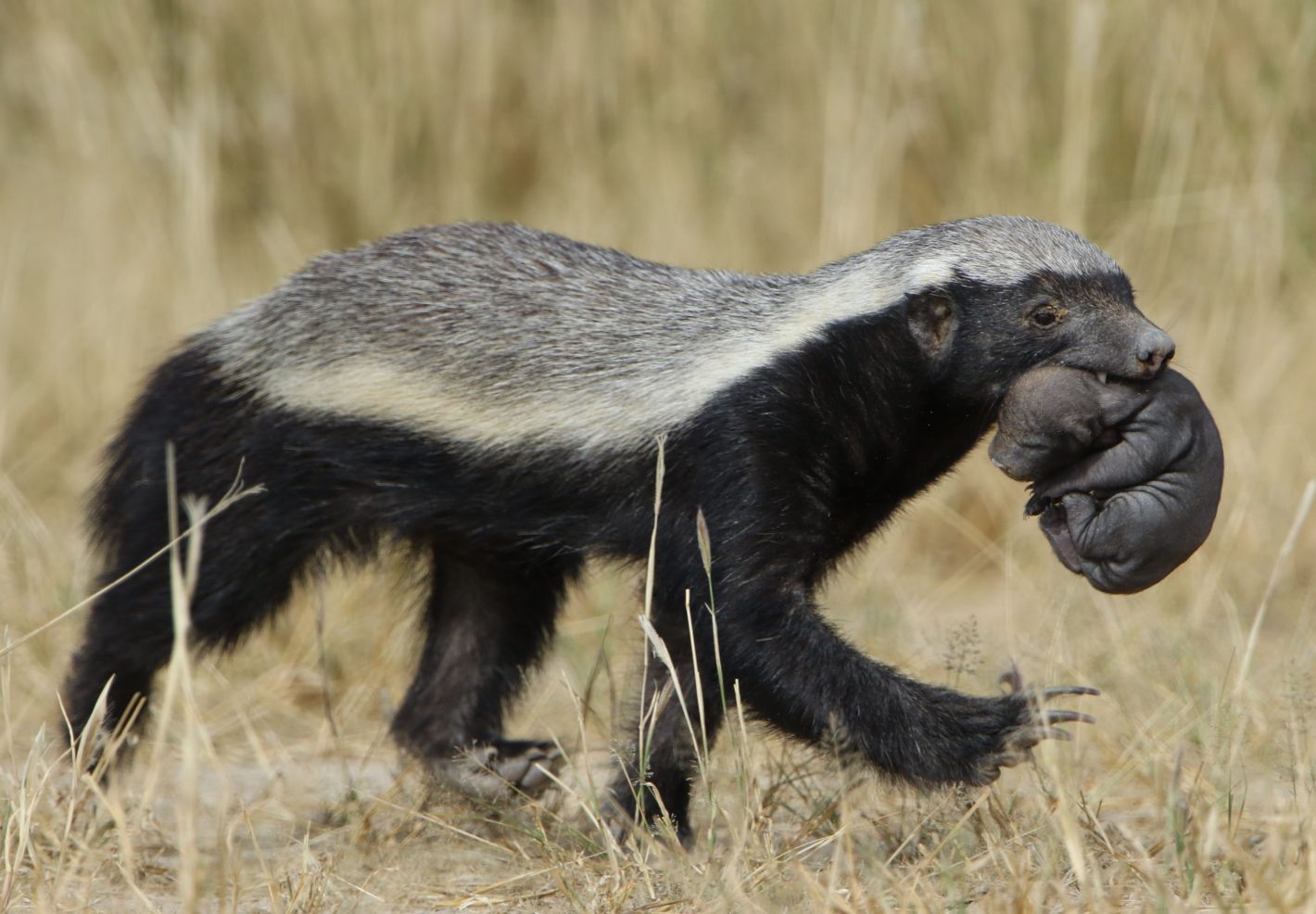 Ratel transportant un petit