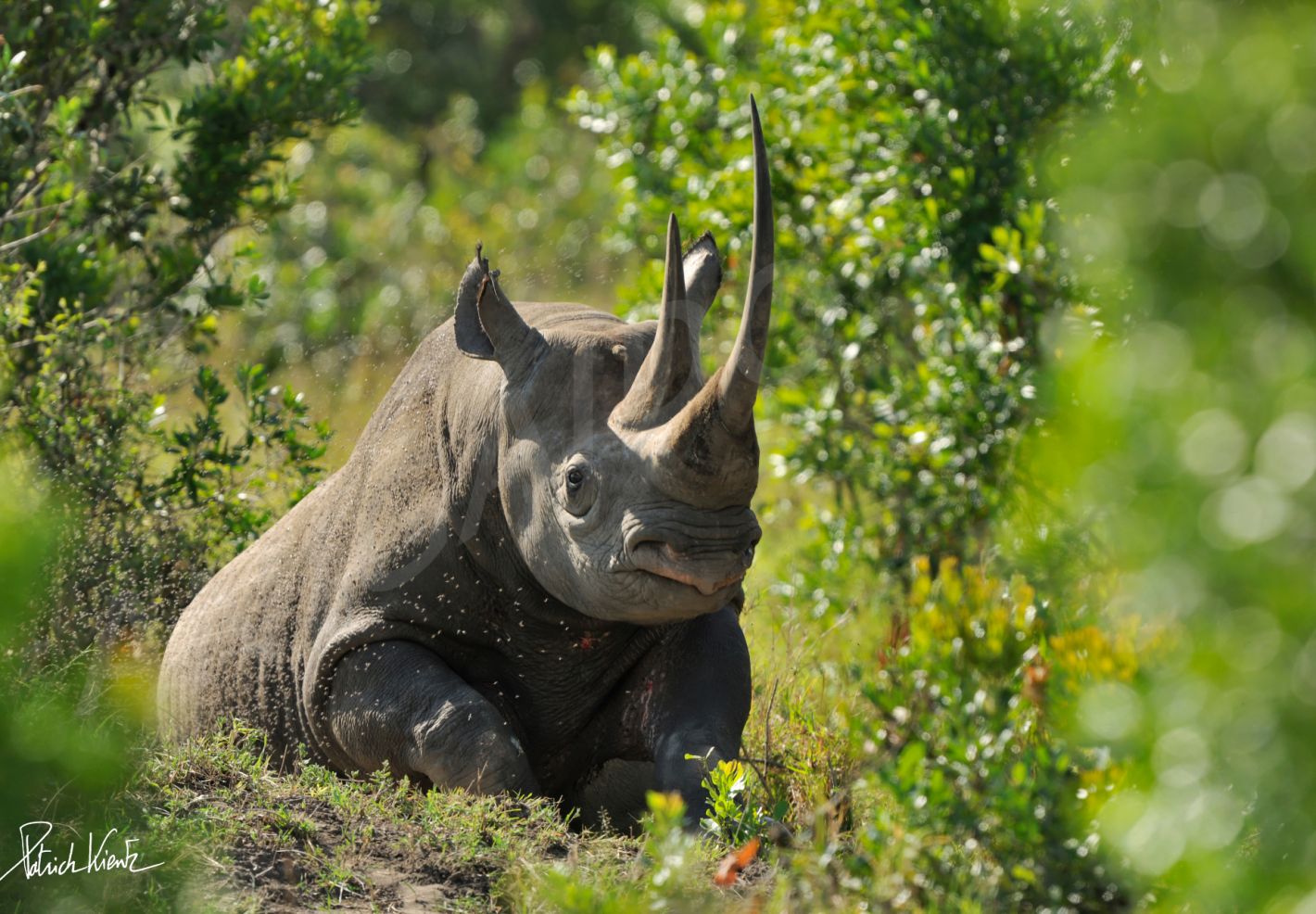 Un rhinocéros noir dans le Masai Mara © Patrick KIENTZ