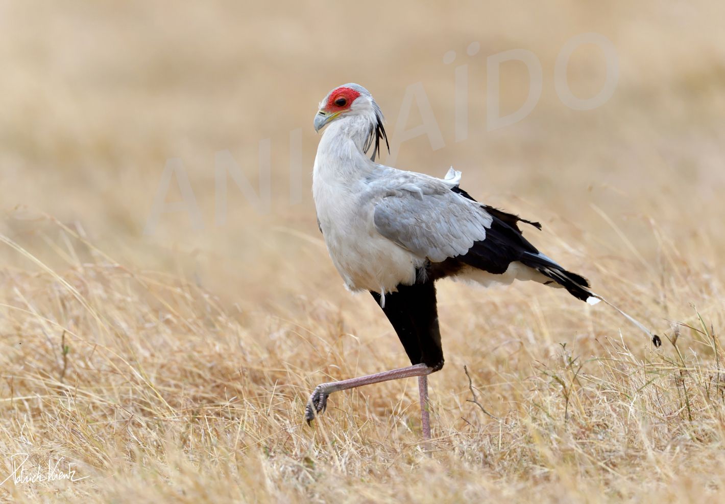 Un messager sagittaire en chasse dans la savane africaine © Patrick KIENTZ