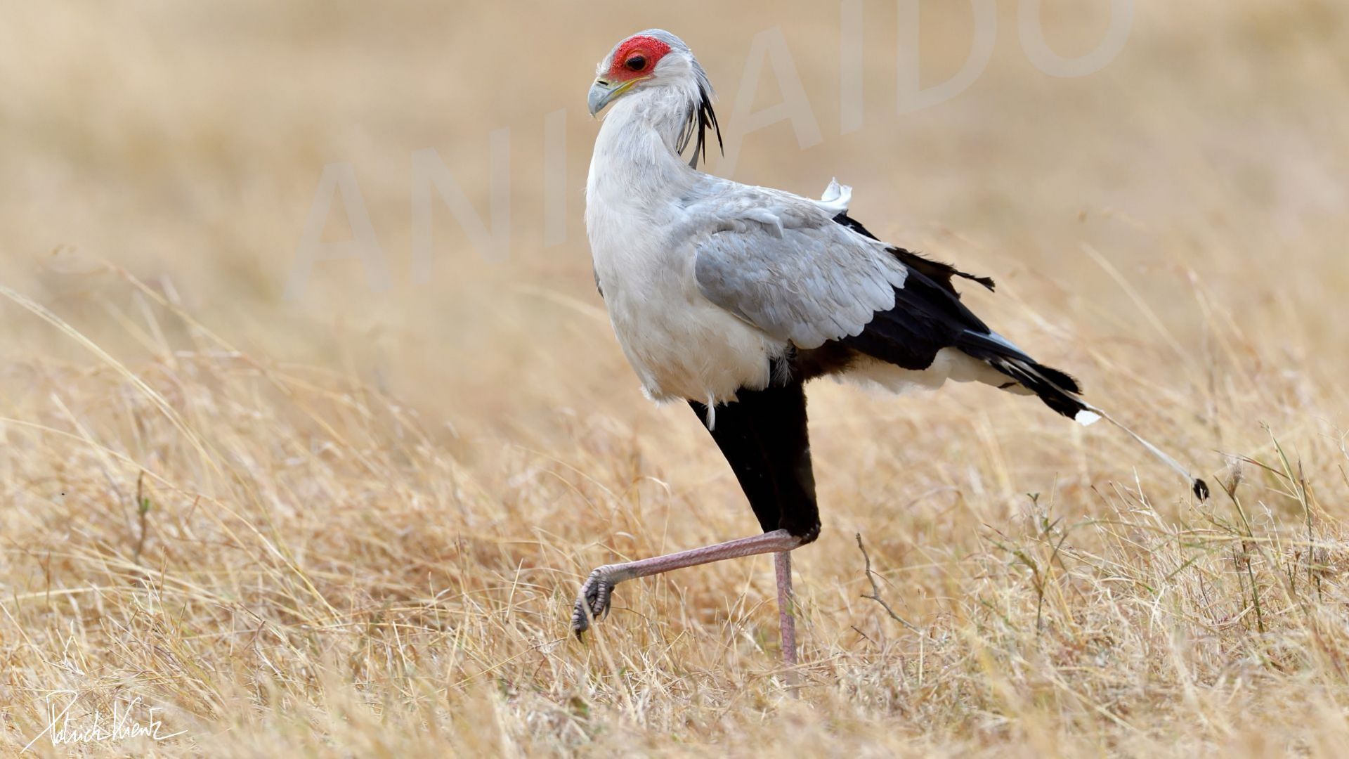 Quels animaux vivent dans la savane et les prairies ?