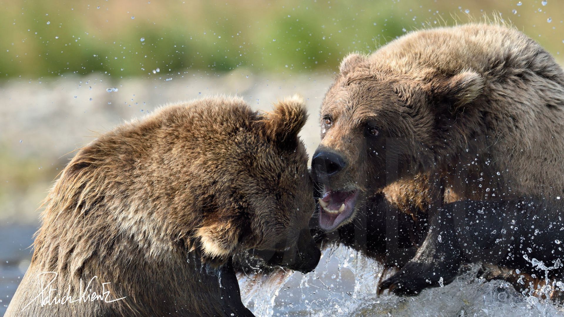 Bêtes de science : l'ours brun sait se servir d'outils