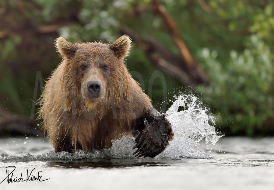 L'ours Brun Mâle Adulte Respire Avec De La Vapeur. Portrait En Gros Plan D' ours Brun Dans La Forêt D'été. Fond Naturel De La Forêt Verte. Habitat  Naturel. Nom Scientifique : Ursus Arctos.