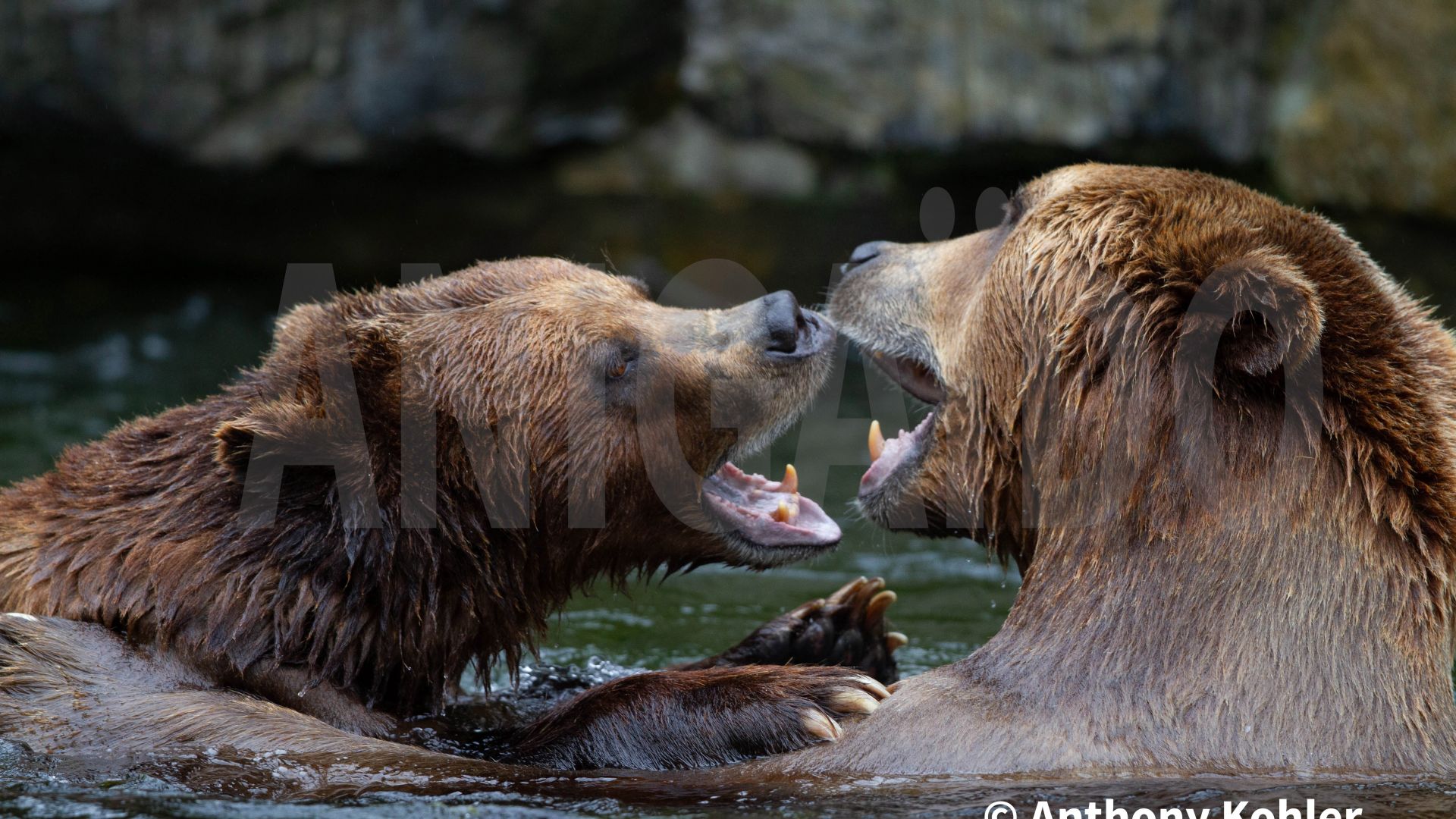 Bêtes de science : l'ours brun sait se servir d'outils