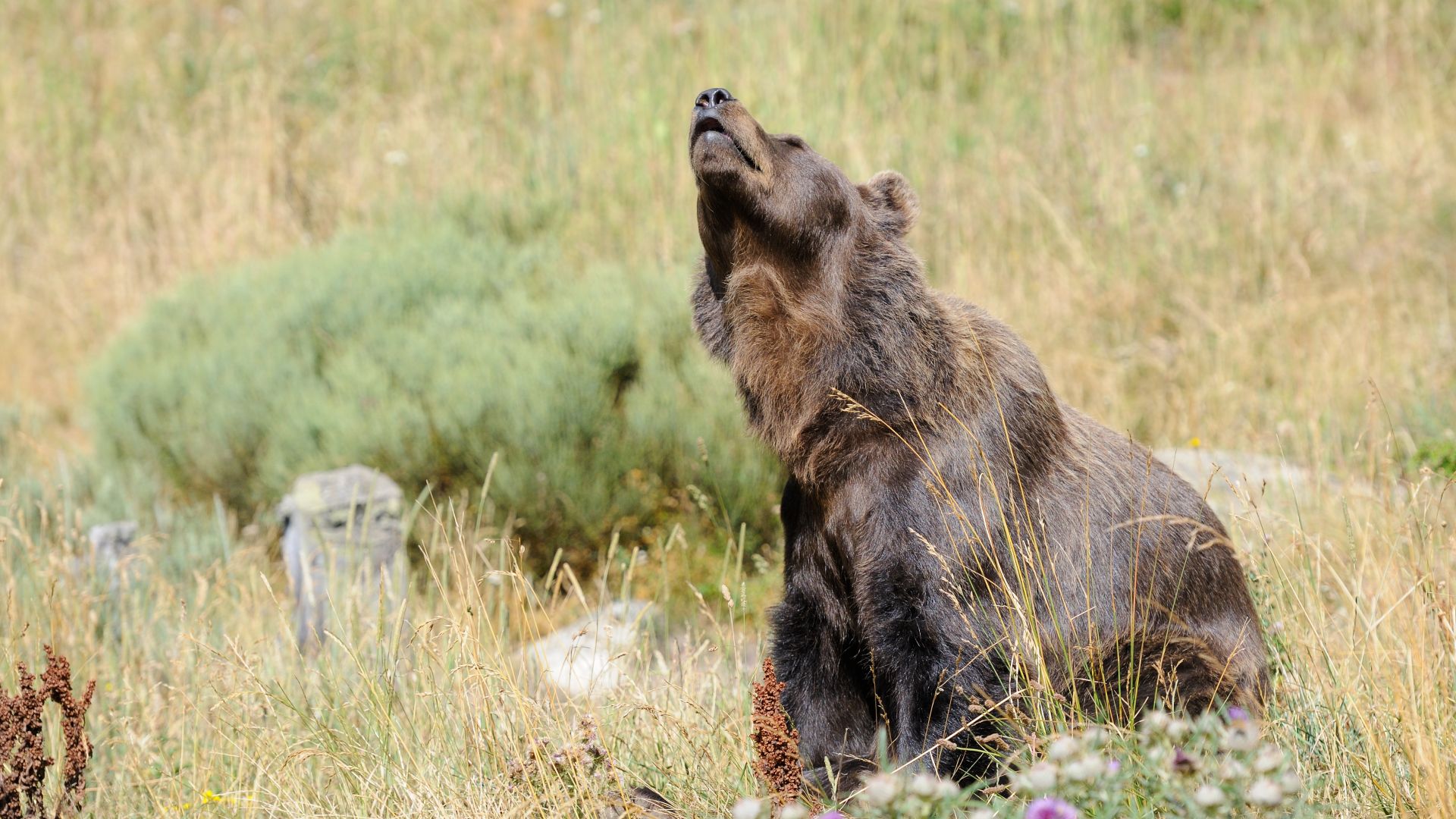 Bêtes de science : l'ours brun sait se servir d'outils