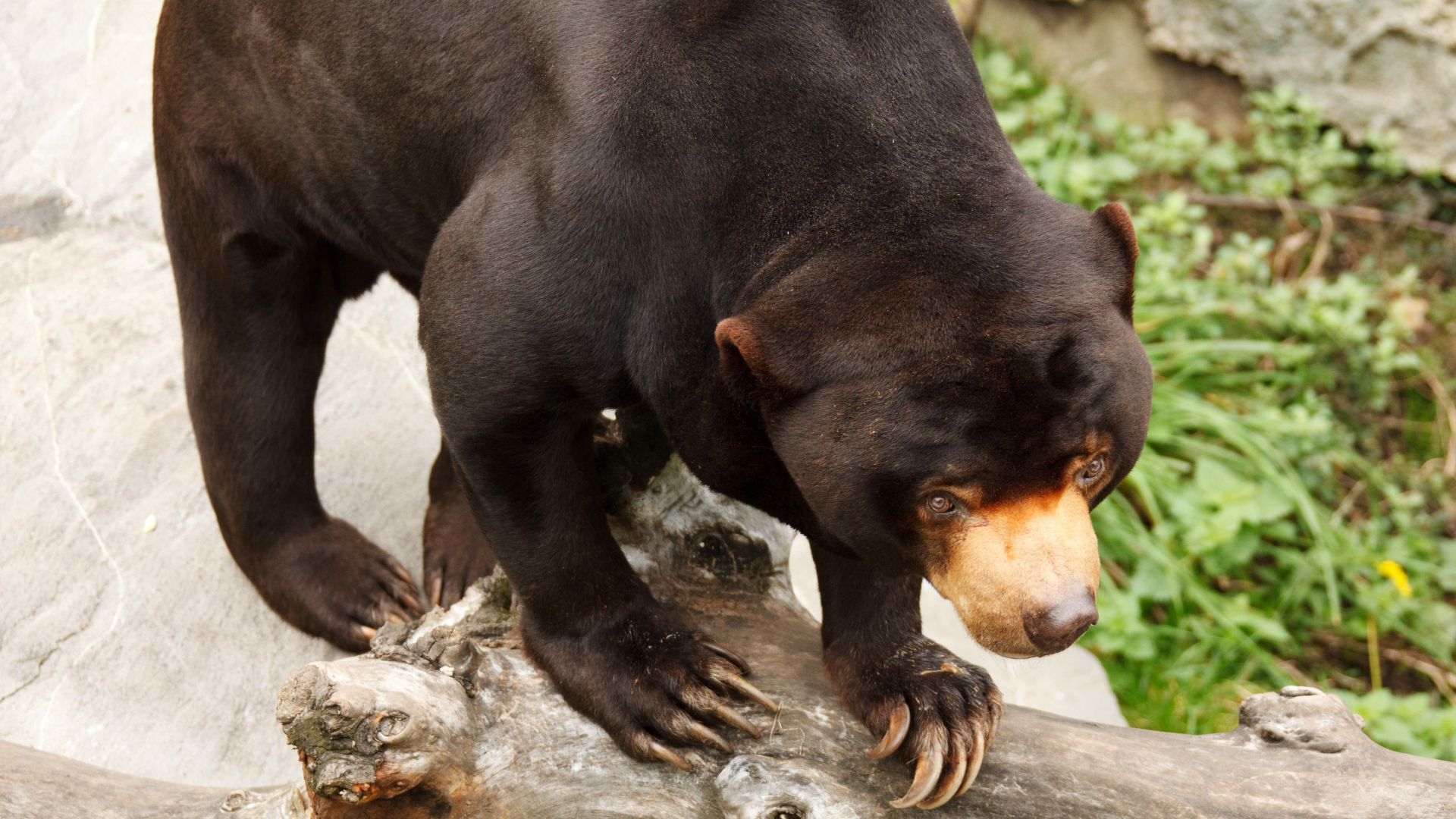 11 choses à savoir sur les ours