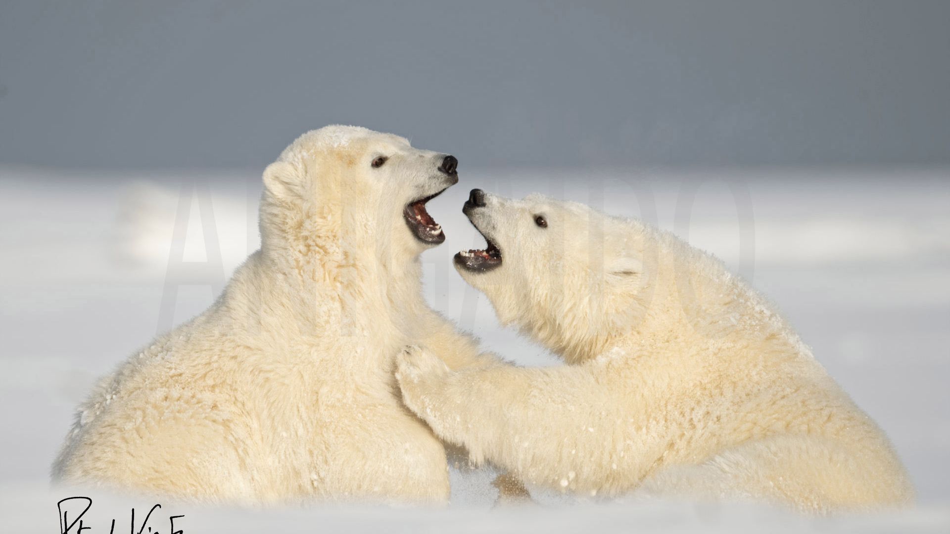 Bêtes de science : l'ours brun sait se servir d'outils