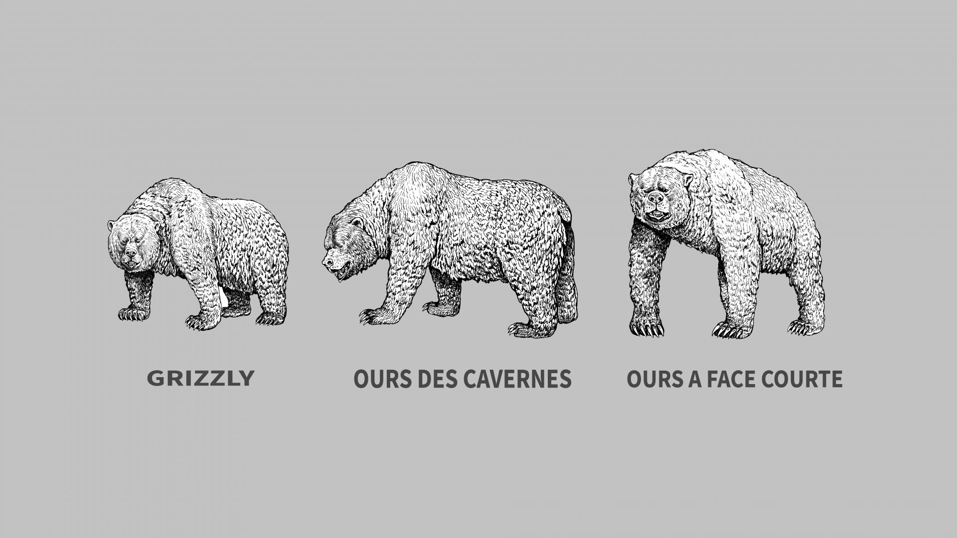 11 choses à savoir sur les ours