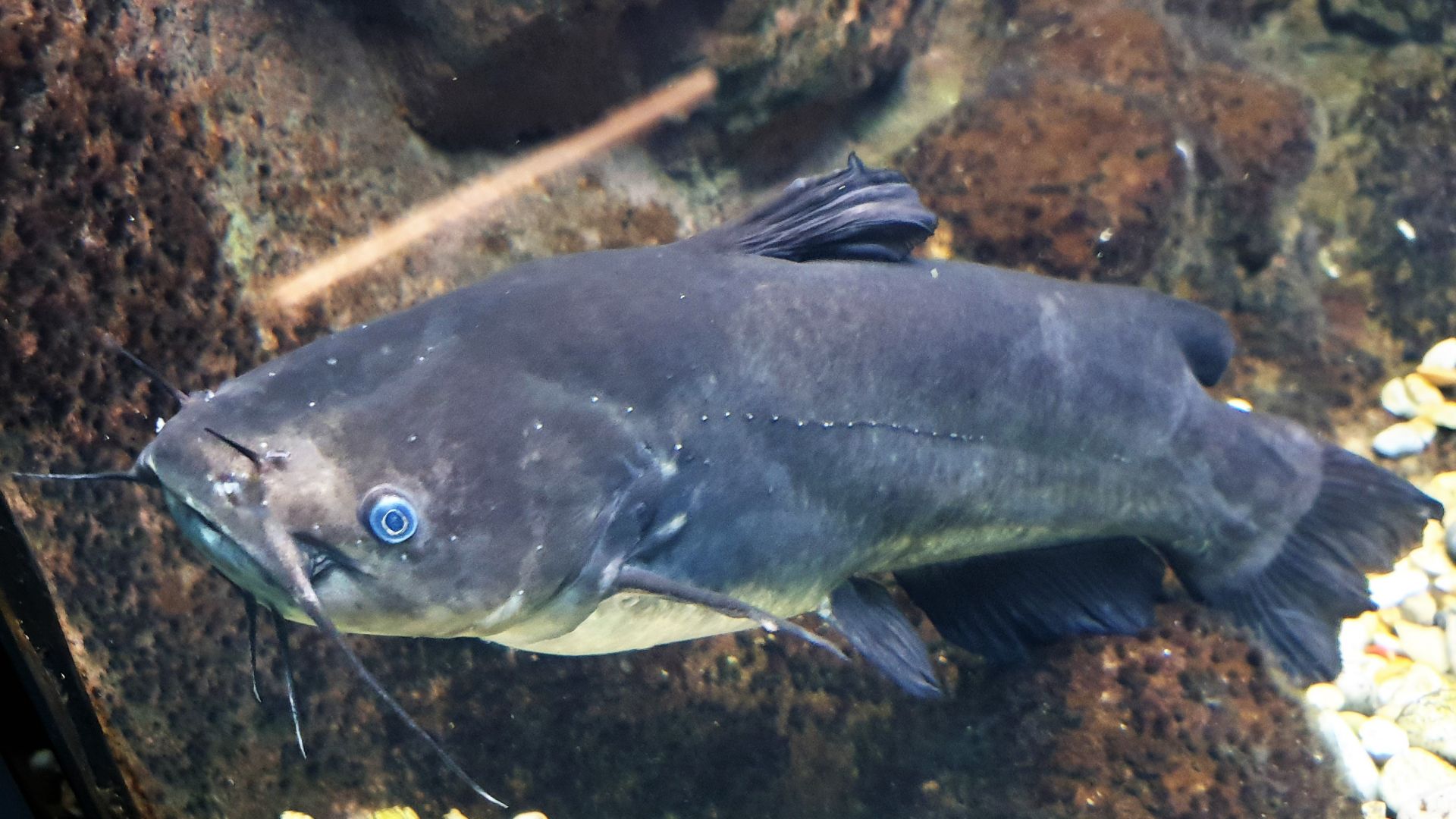 Les chats adorent le poisson : vrai ou faux ?