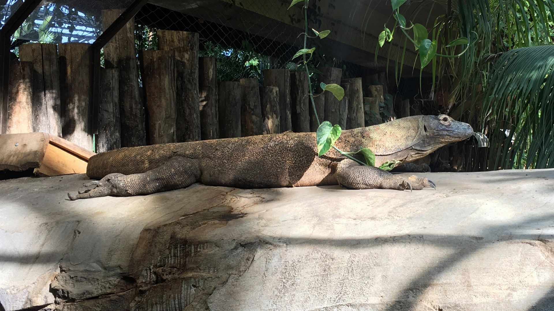 Mâchoire Komodo, lot de 3 pièges à souris sur-puissants