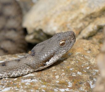 LES AMPHIBIENS, REPTILES ET SERPENTS LES PLUS VENIMEUX